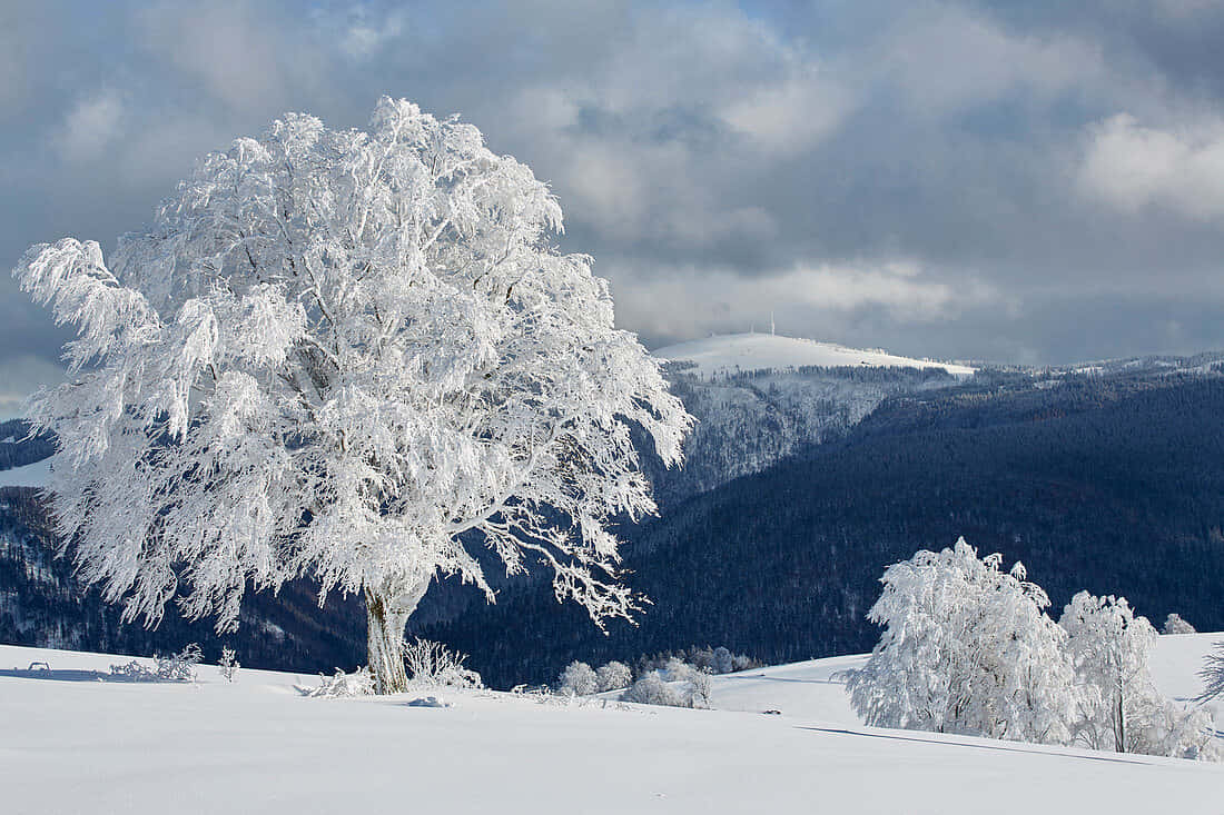 Winter Frosted Trees Baden Switzerland Wallpaper