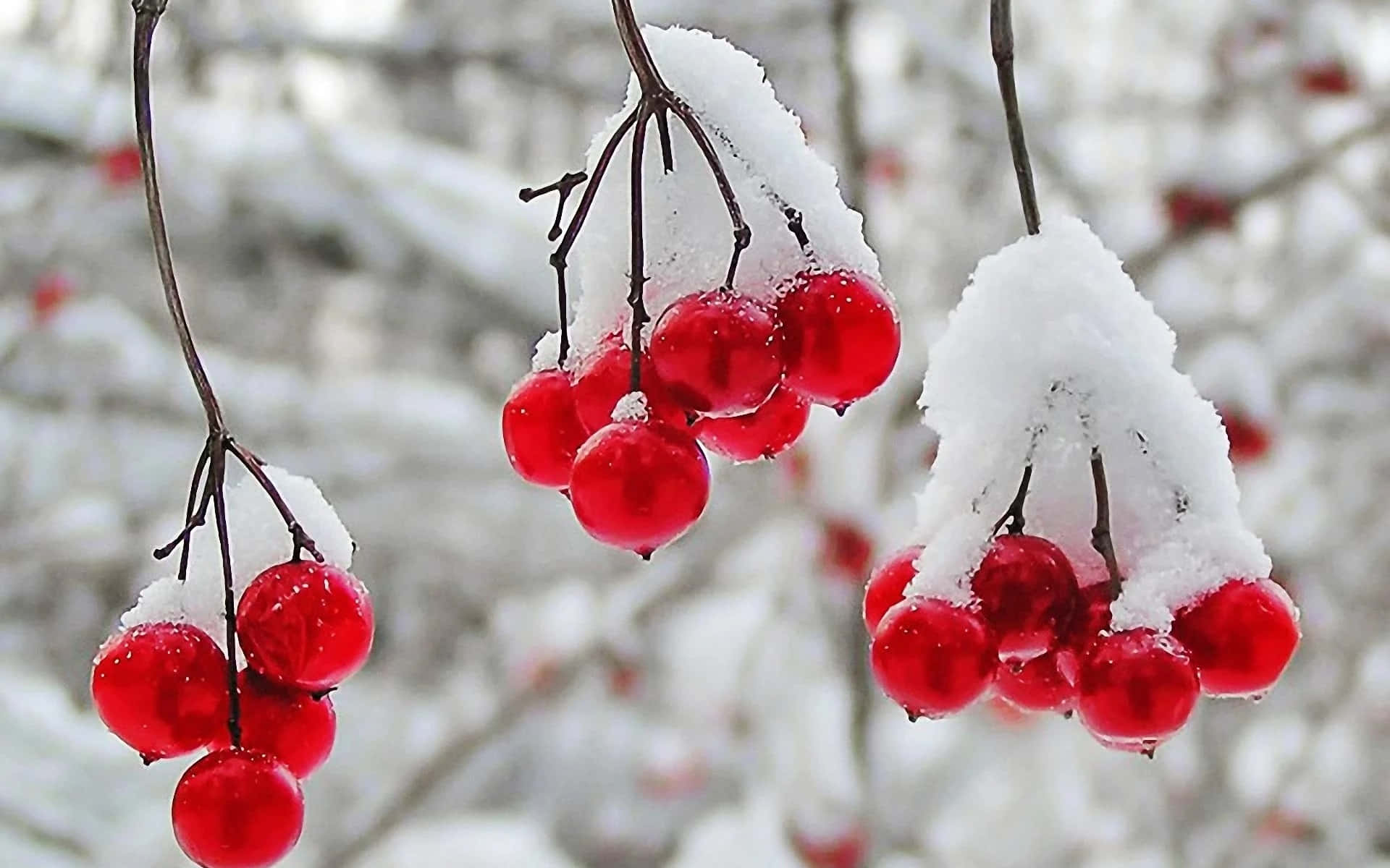 Winter Fruits Collection on Display Wallpaper