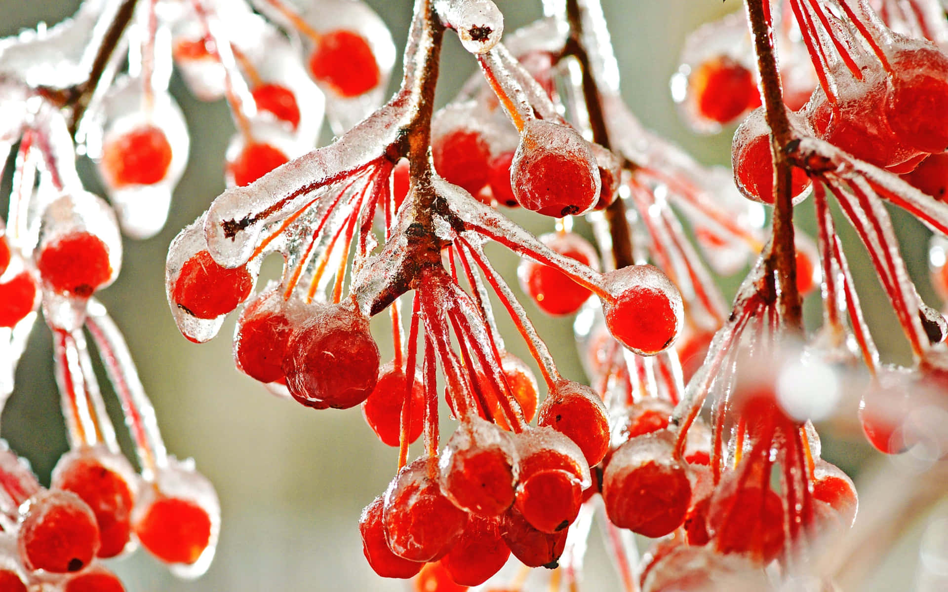 A Vibrant Collection of Winter Fruits Wallpaper
