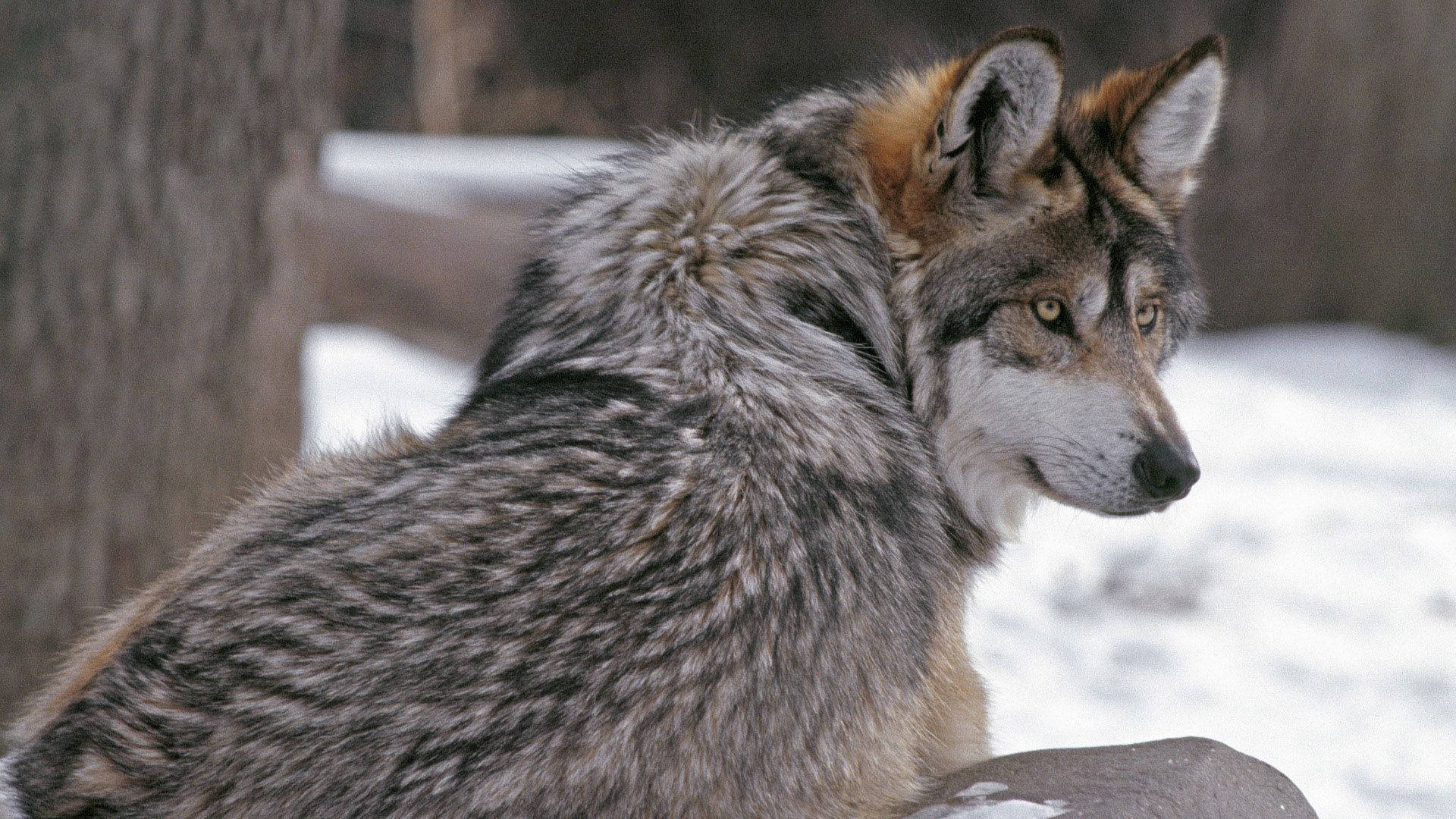 Brave Wolf Wanders Through a Snowy Winter Wonderland Wallpaper