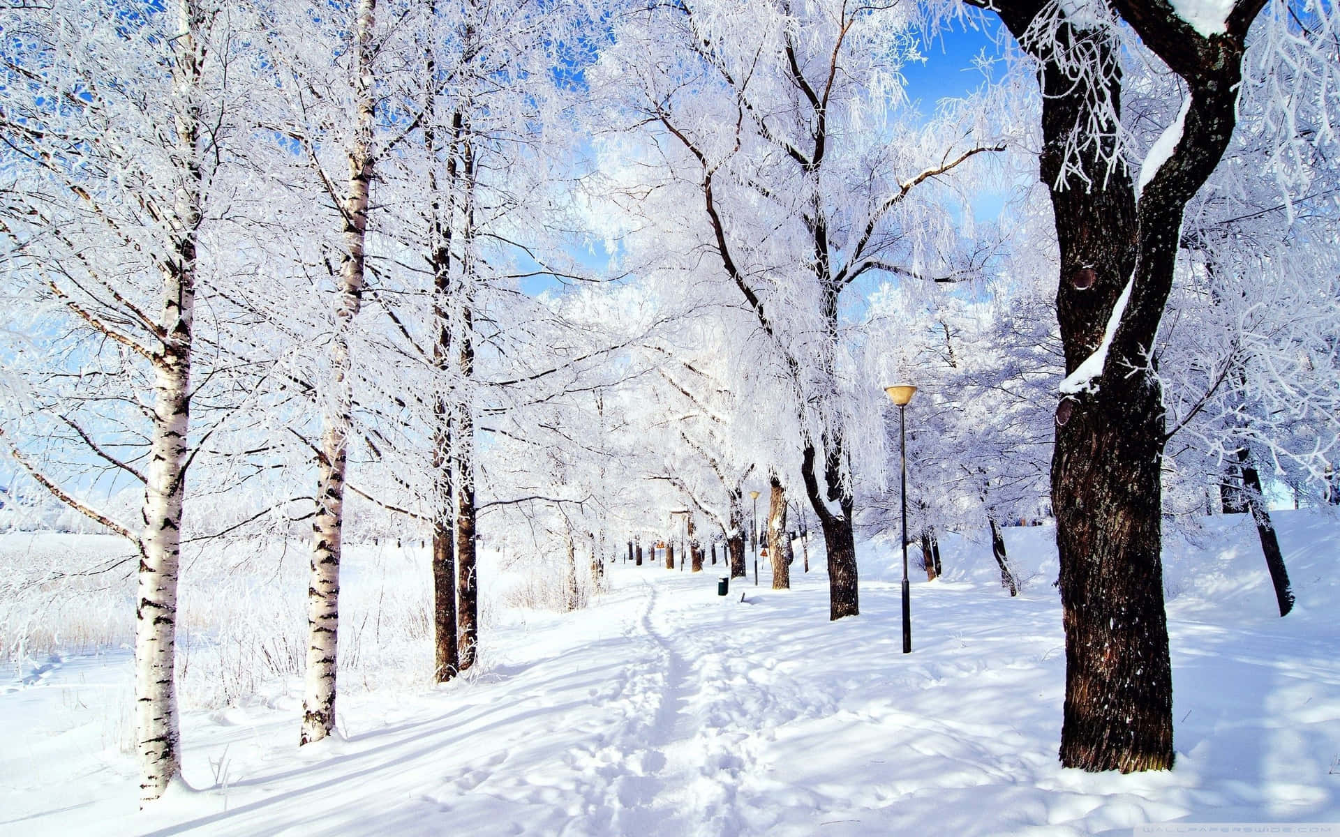Genießensie Die Schneelandschaft In Diesem Winter Wallpaper