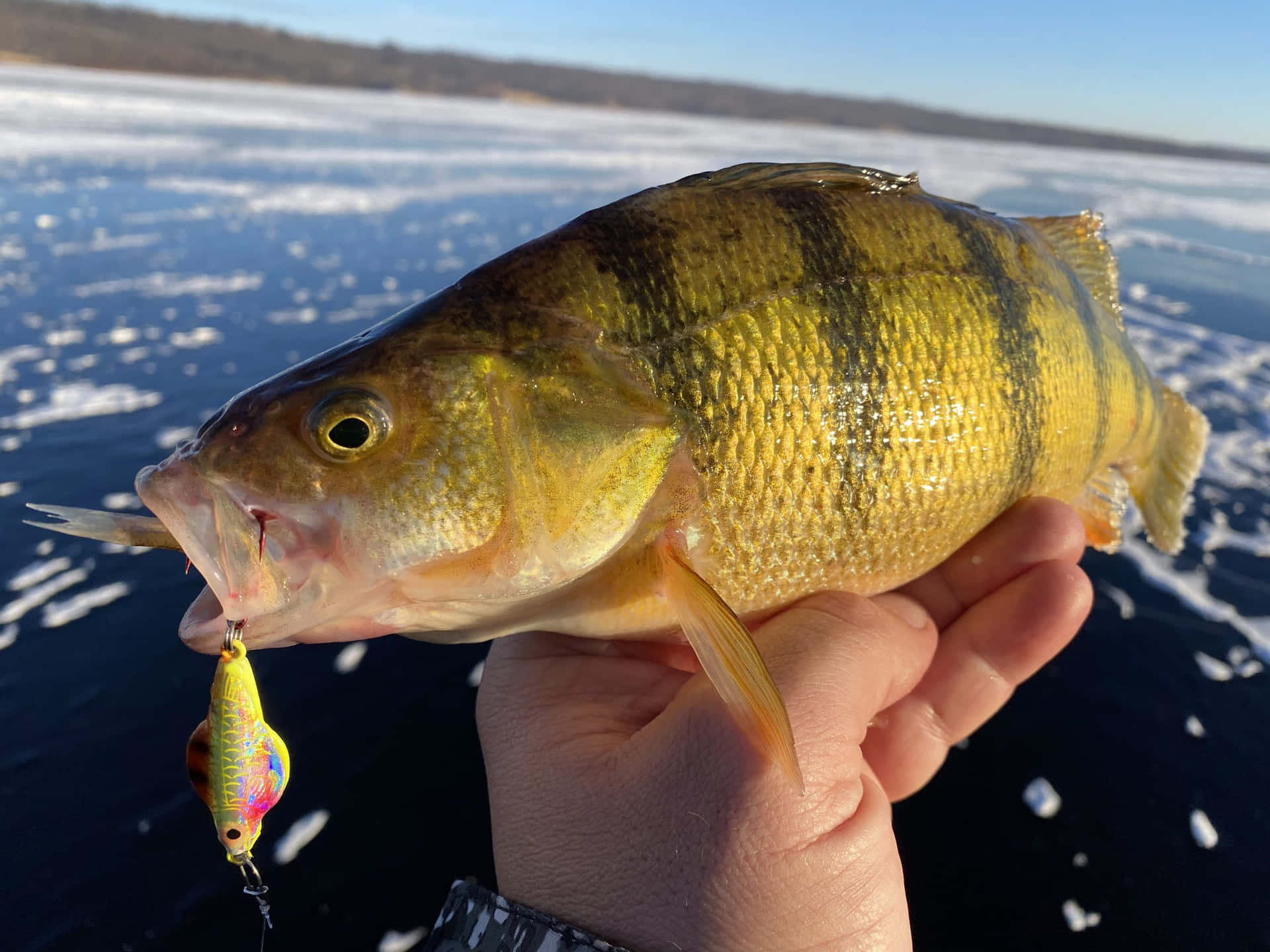 Winter Ice Fishing Yellow Perch Catch.jpg Wallpaper