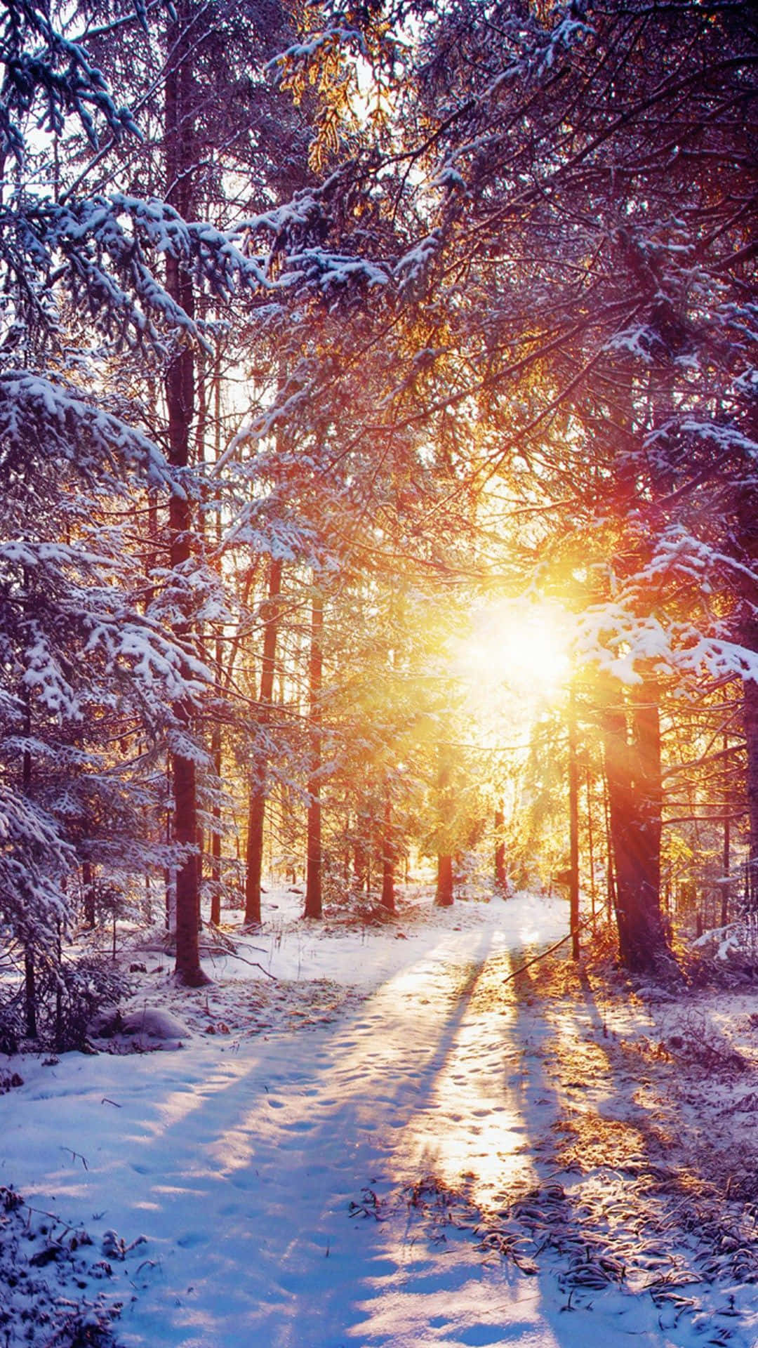 A Snowy Forest With The Sun Shining Through The Trees Wallpaper