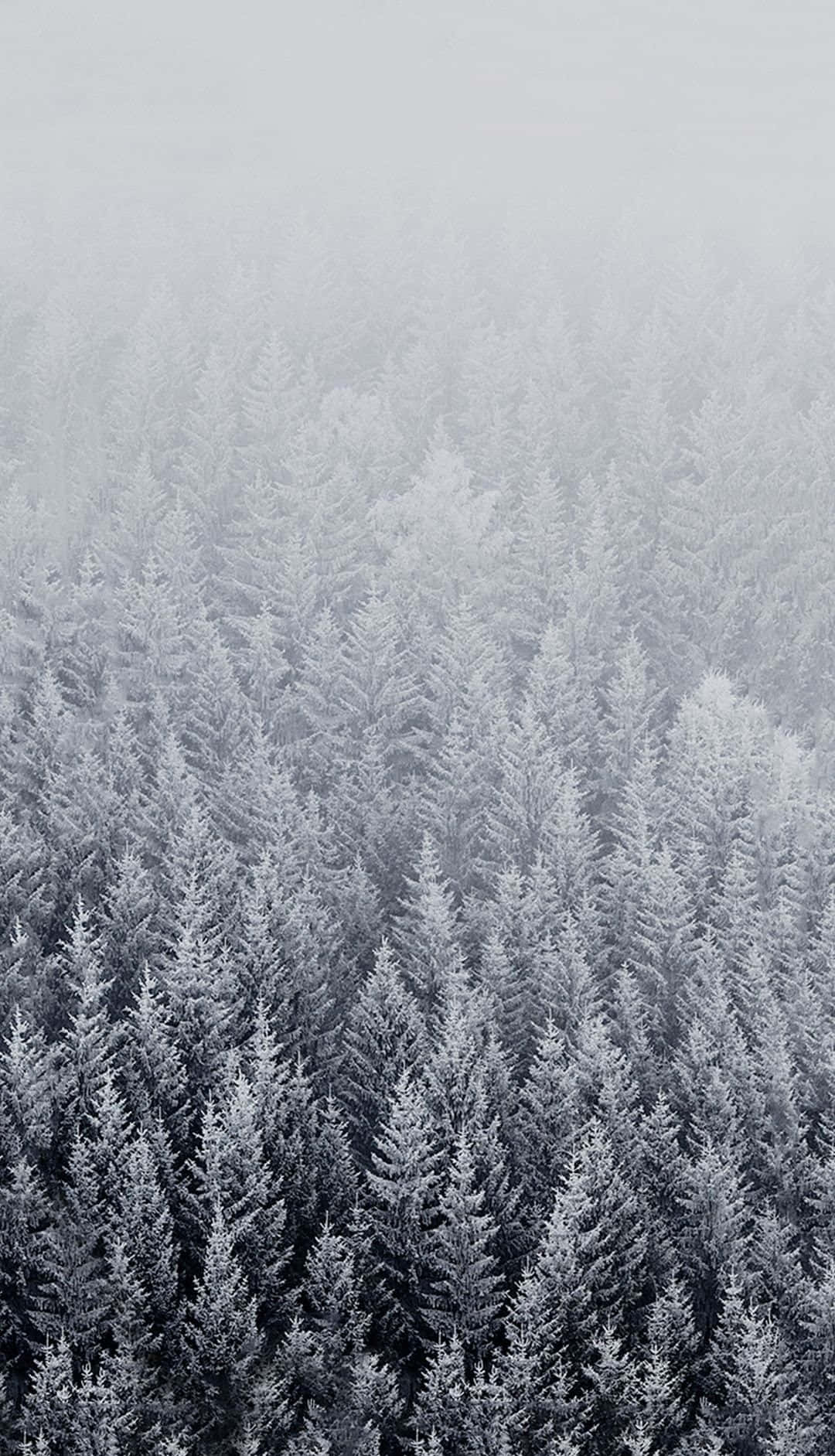 Nyd det vinterlige vidunderland med dette rene vinter iPhone 6 Plus wallpaper. Wallpaper