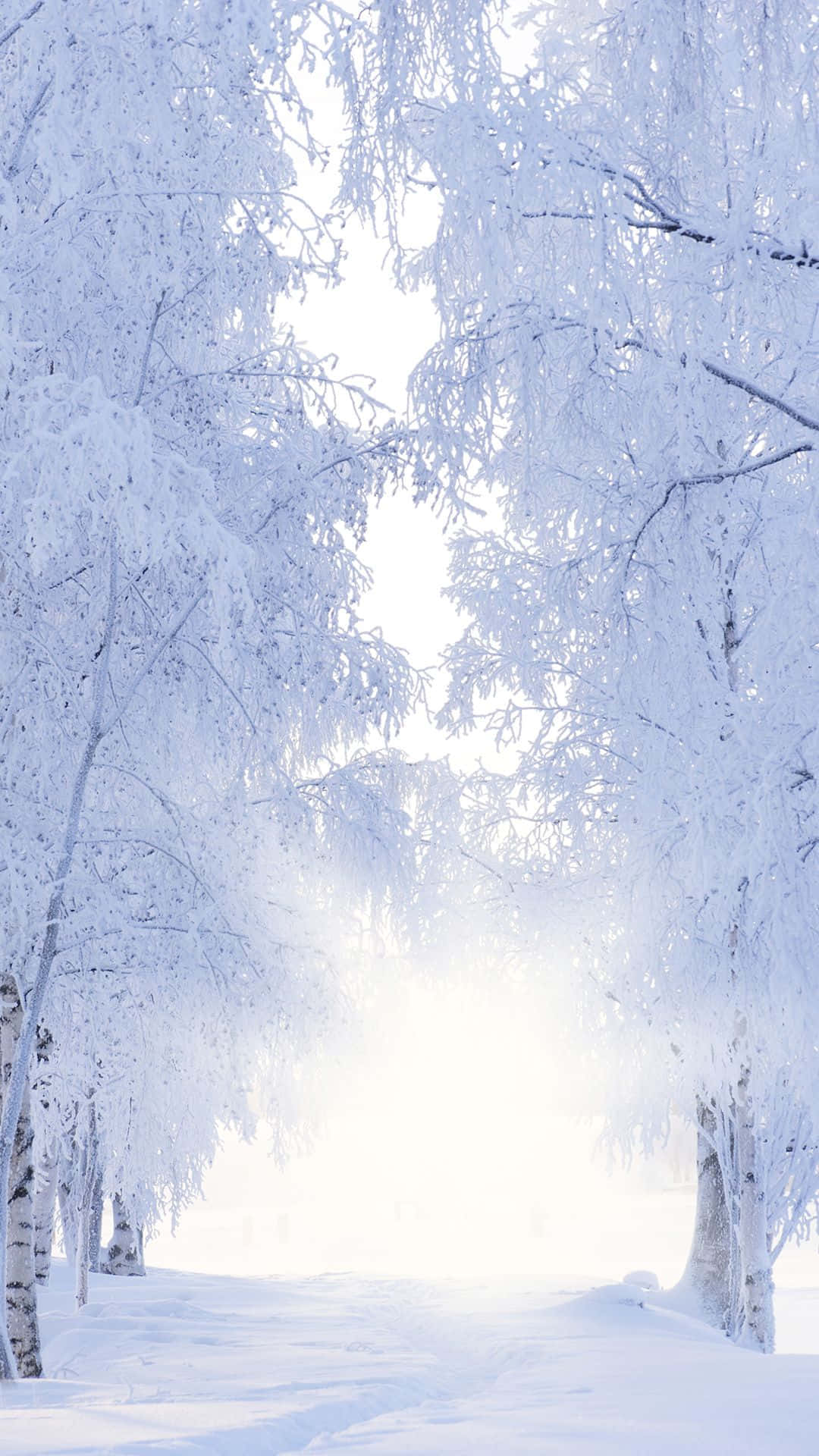 Vinter iPhone 6 Plus Hvide Træer Tapet Wallpaper
