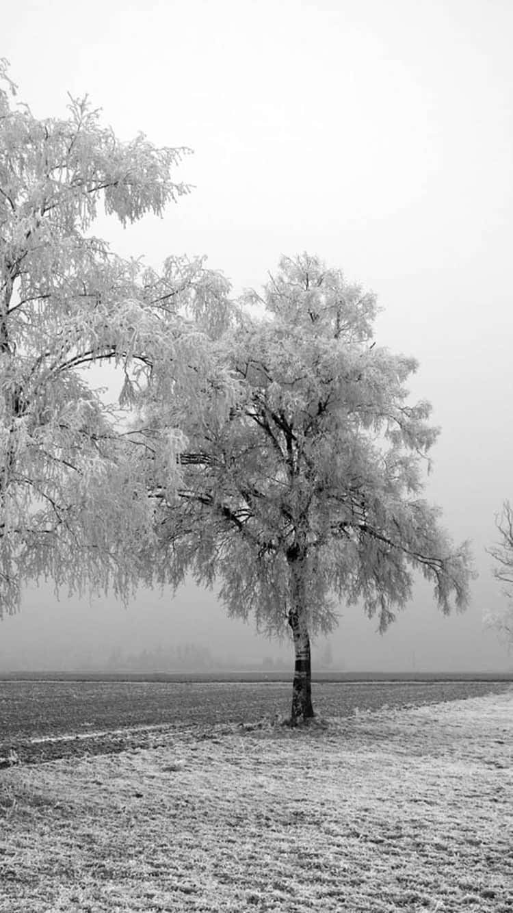 Vinter iPhone 6 Plus Grå Træer Tapet med en smuk himmel Wallpaper