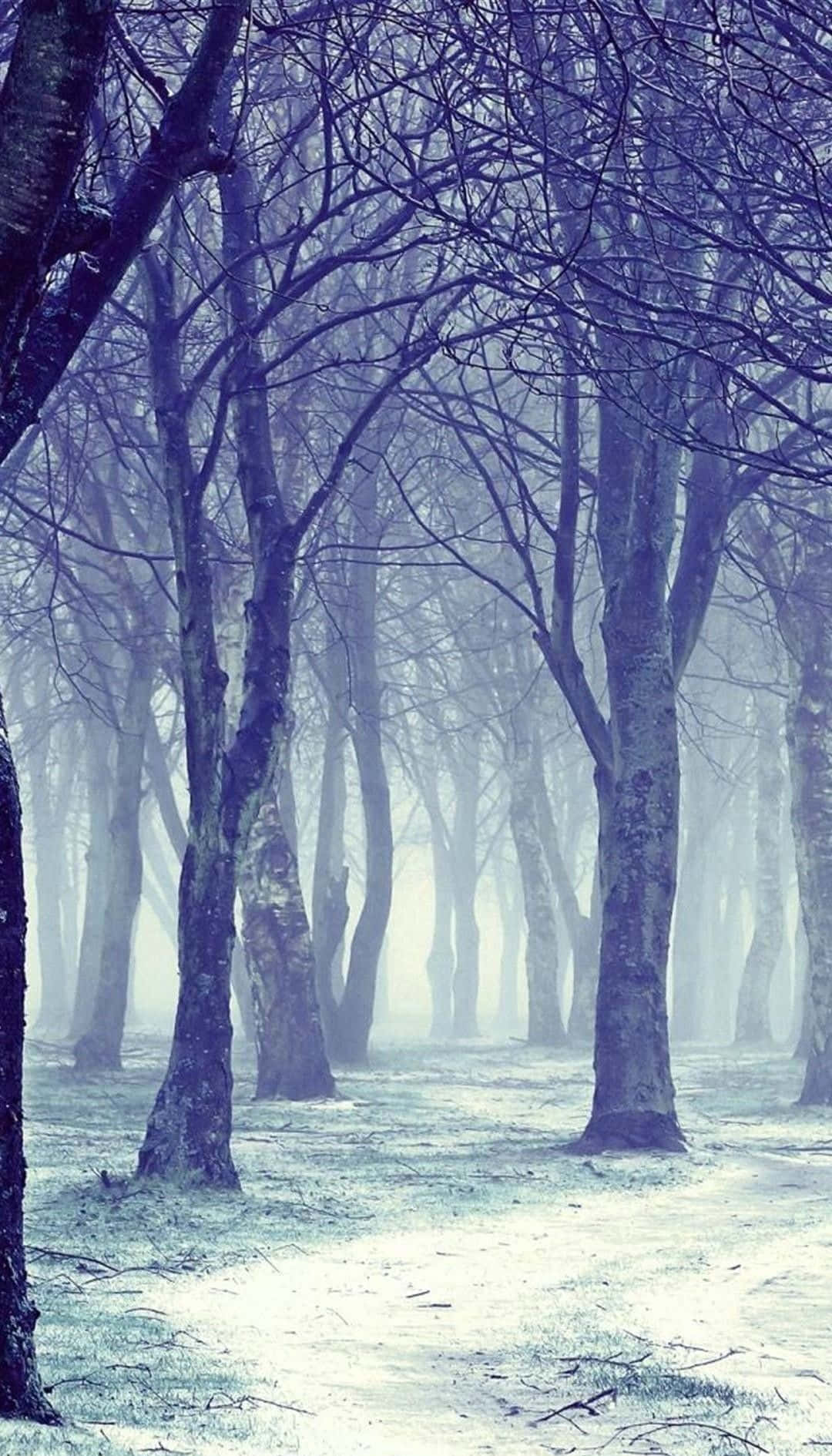 A Foggy Forest With Trees And Snow Wallpaper