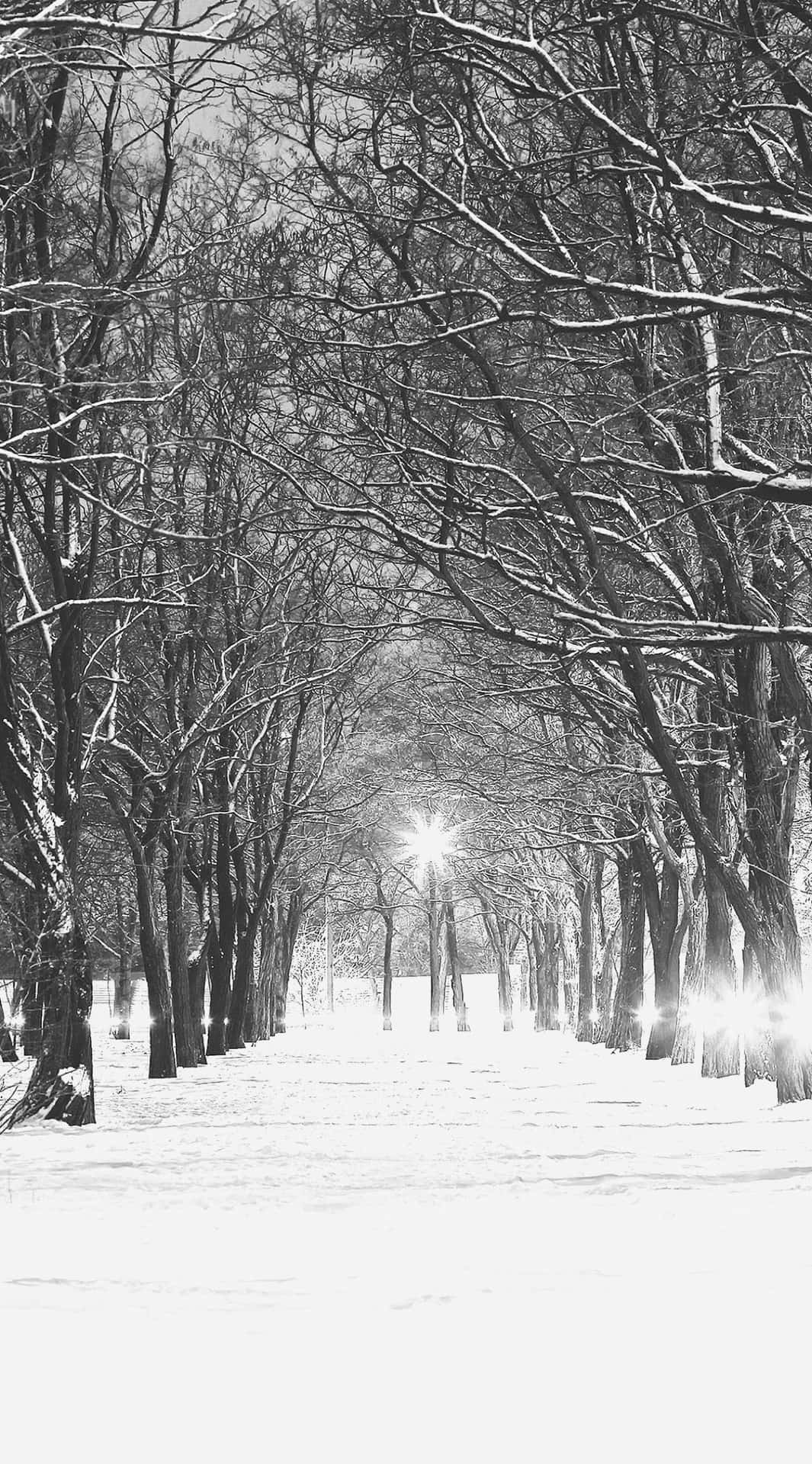 Einmit Schnee Bedeckter Weg Mit Bäumen. Wallpaper