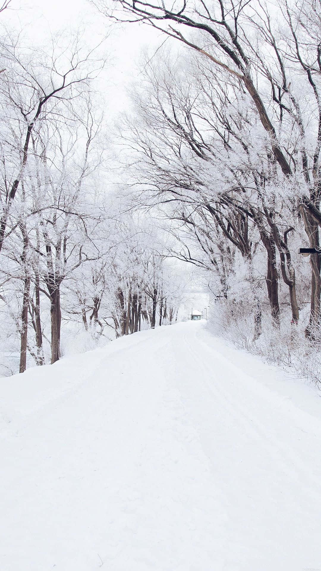 Nyd den vintervise verden med et snestormdækket bjerg som wallpaper på din iPhone 6 Plus. Wallpaper