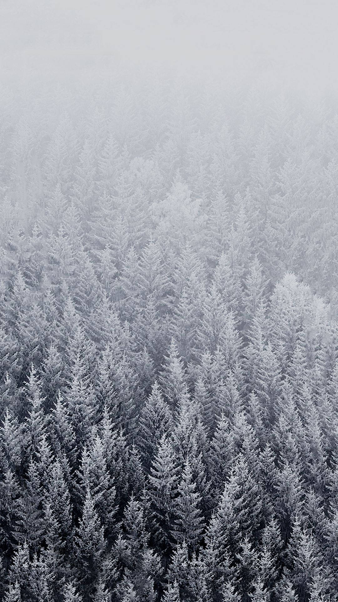 Winter iPhone Pine Trees Misty View Wallpaper