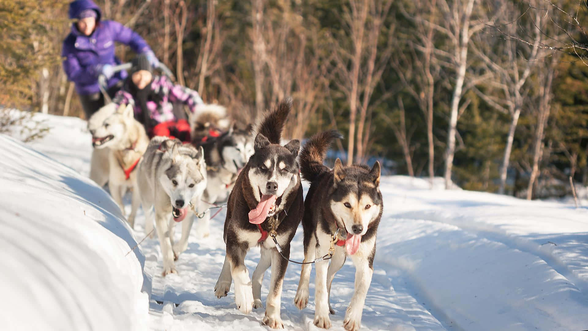 Winter Journey - Sled Dogs At Work Wallpaper