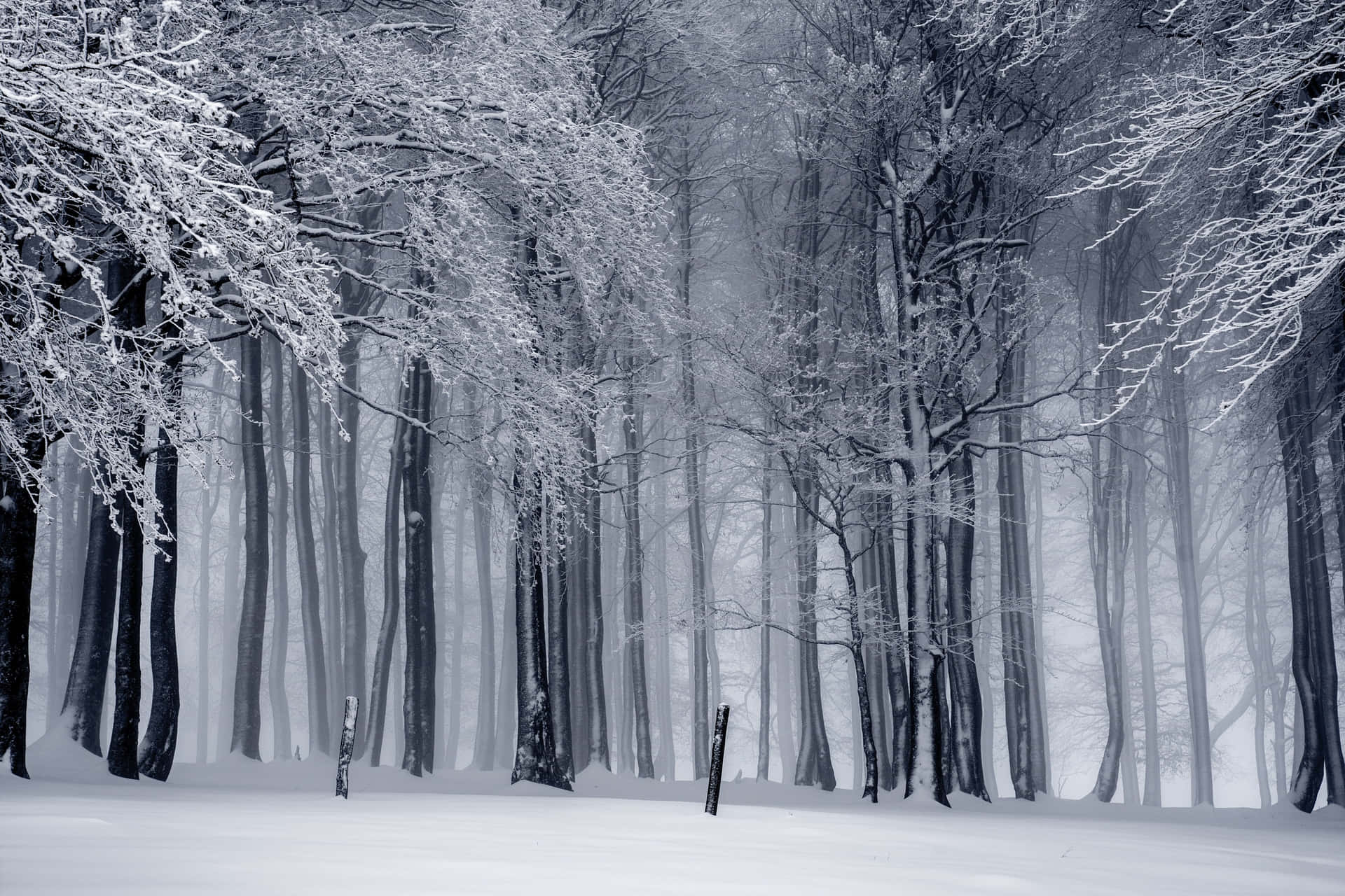 A Snowy Forest With Trees Covered In Snow Wallpaper