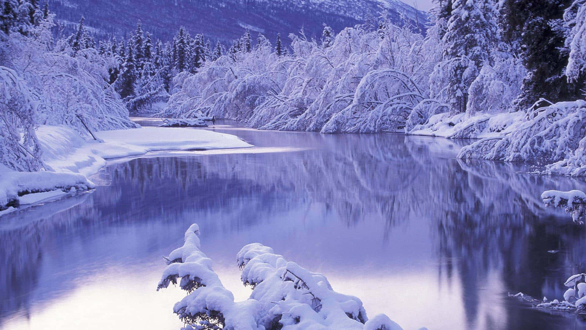 Unrío Con Árboles Cubiertos De Nieve. Fondo de pantalla