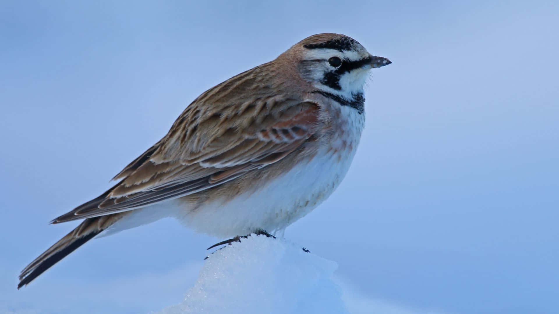 Winter Lark Perchedon Snow Wallpaper