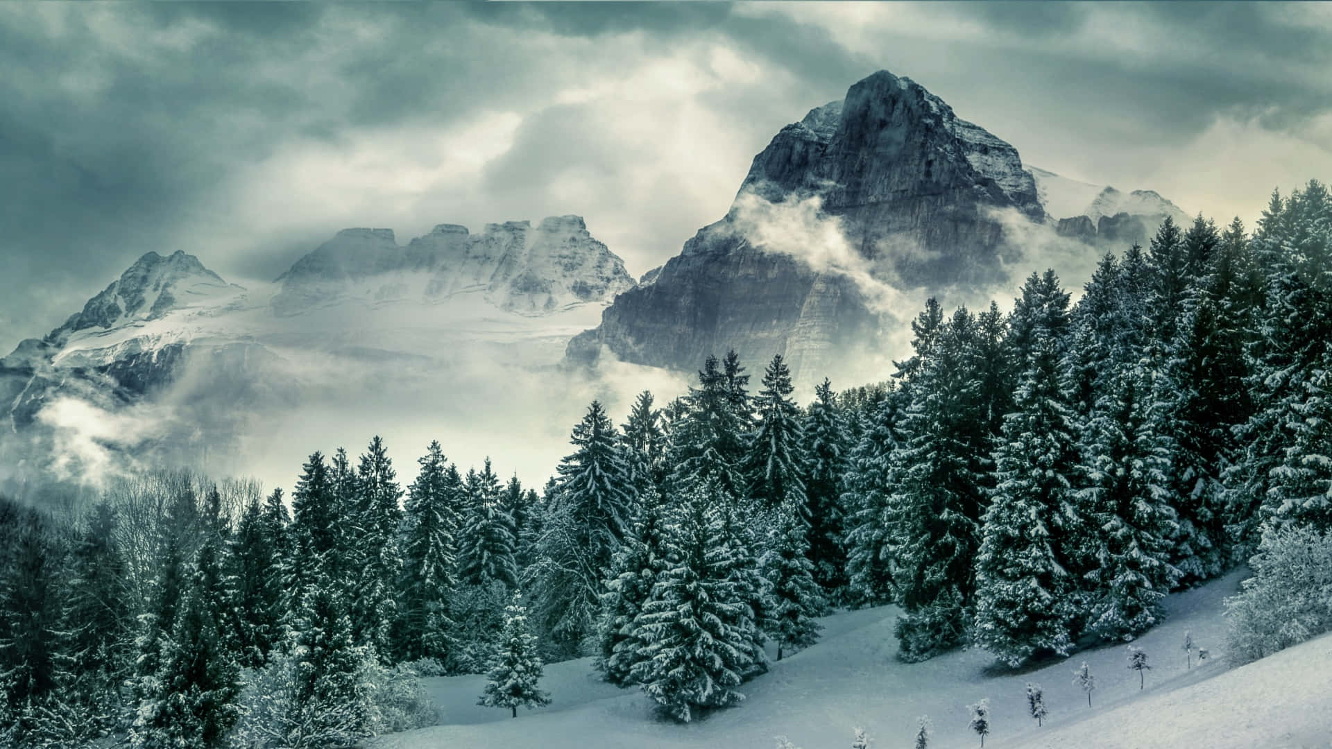 Winter_ Mountain_ Pines_ Scenery.jpg Wallpaper