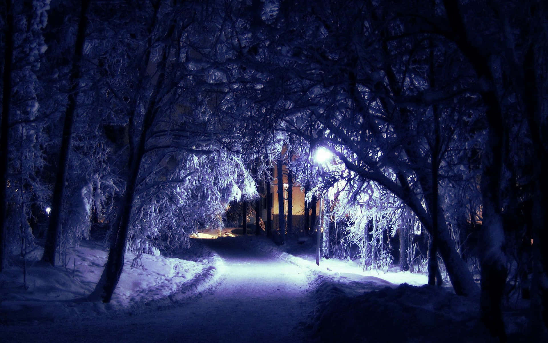 Secluded Winter Night in a Forest Wallpaper