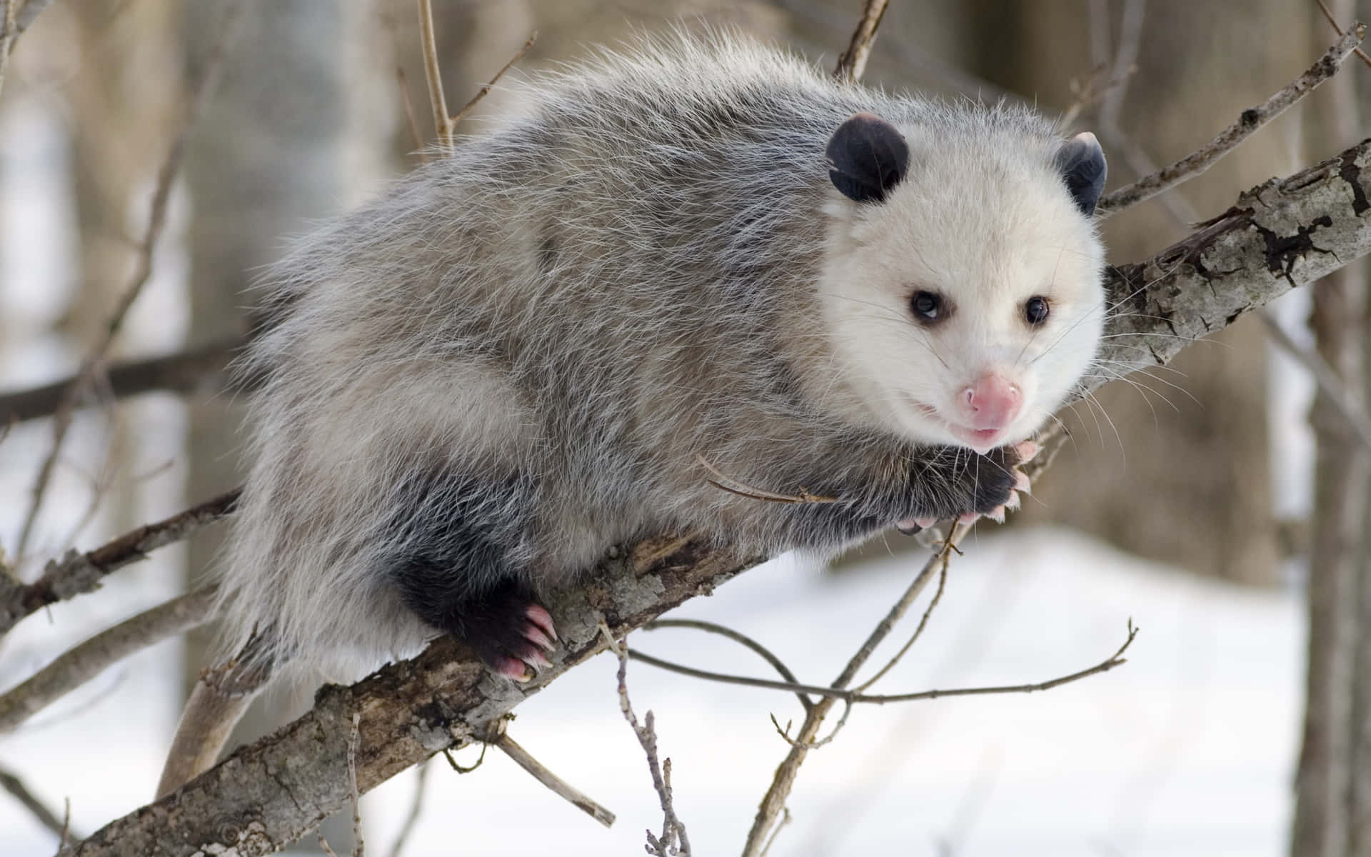 Winter_ Opossum_ Perched_on_ Tree_ Branch.jpg Wallpaper