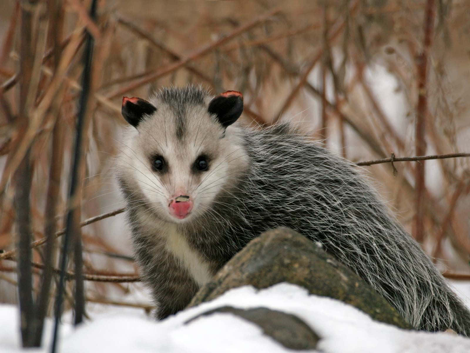 Winter Opossumin Natural Habitat.jpg Wallpaper