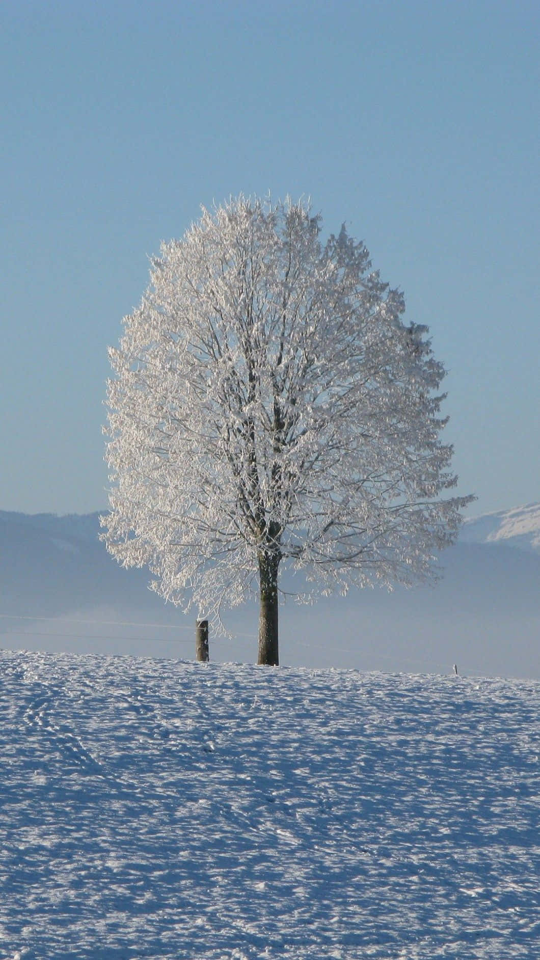 A Tree In A Snow Covered Field