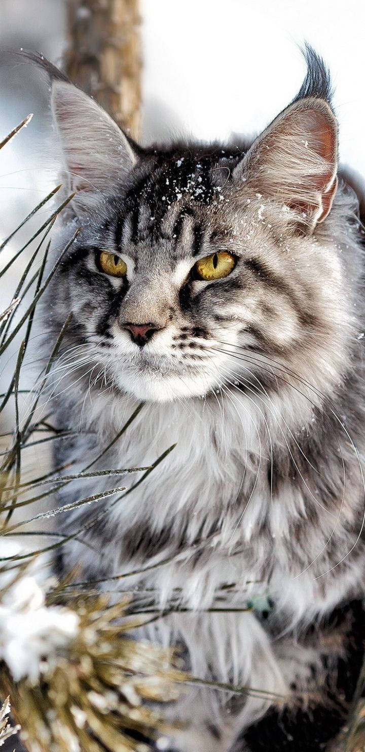 Winter Phone Cat Closeup Background