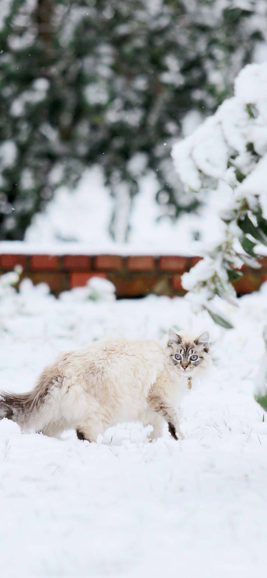 Winter Phone Fat White Cat