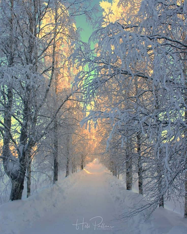Serene Winter Wonderland Wallpaper