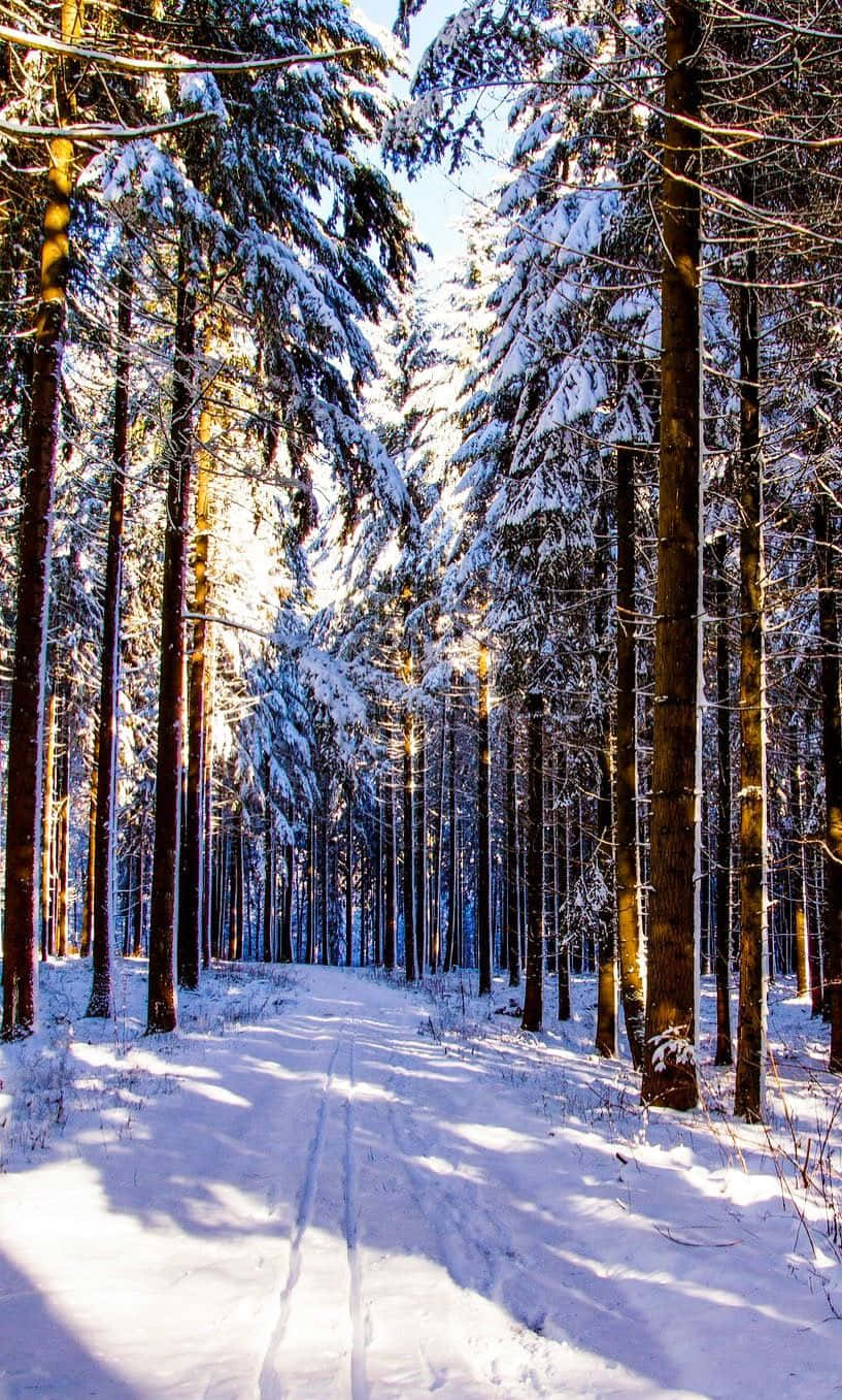 Enchanting Snow-Covered Pathway in a Winter Wonderland Wallpaper