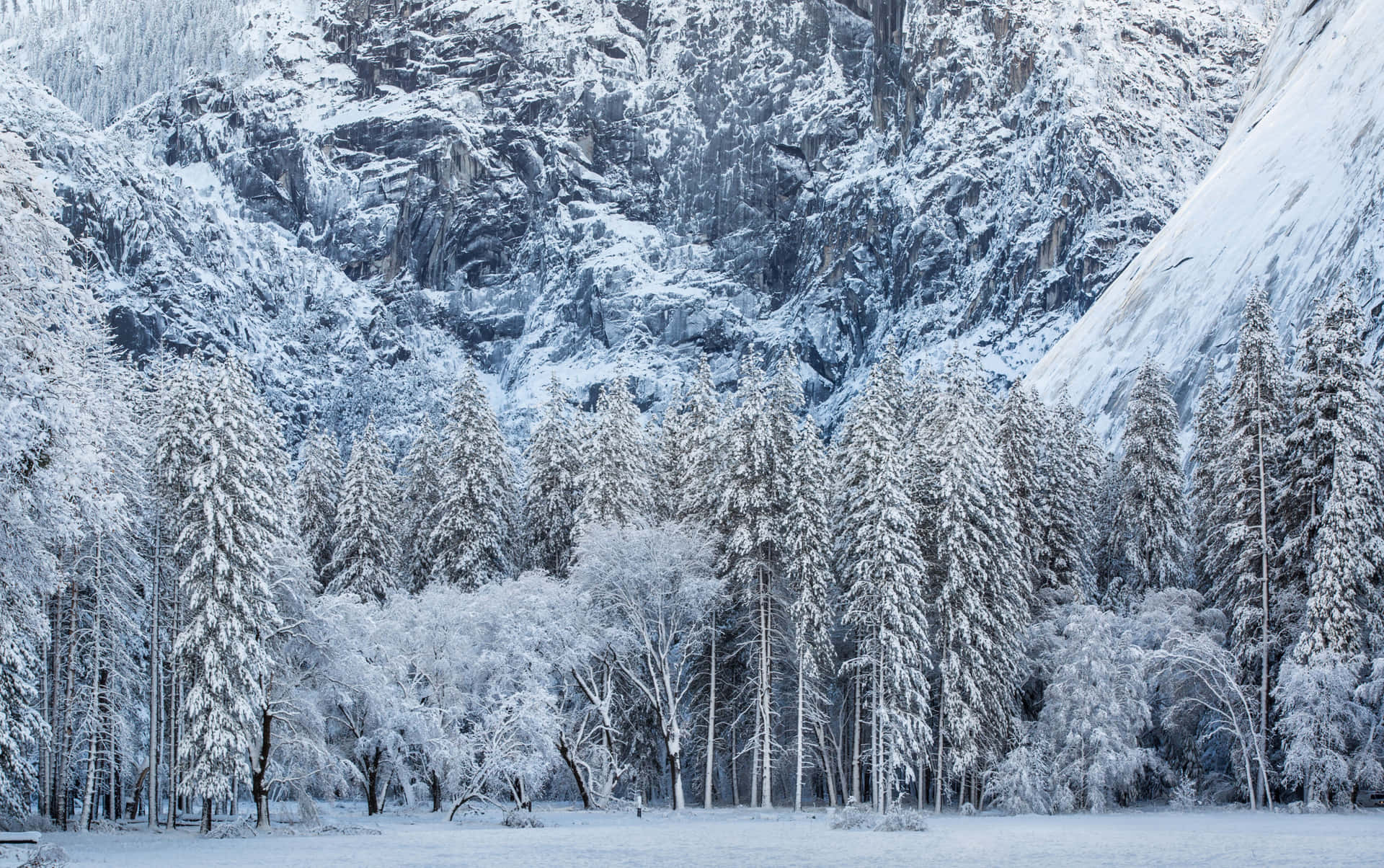Winter Mountain Trees Picture