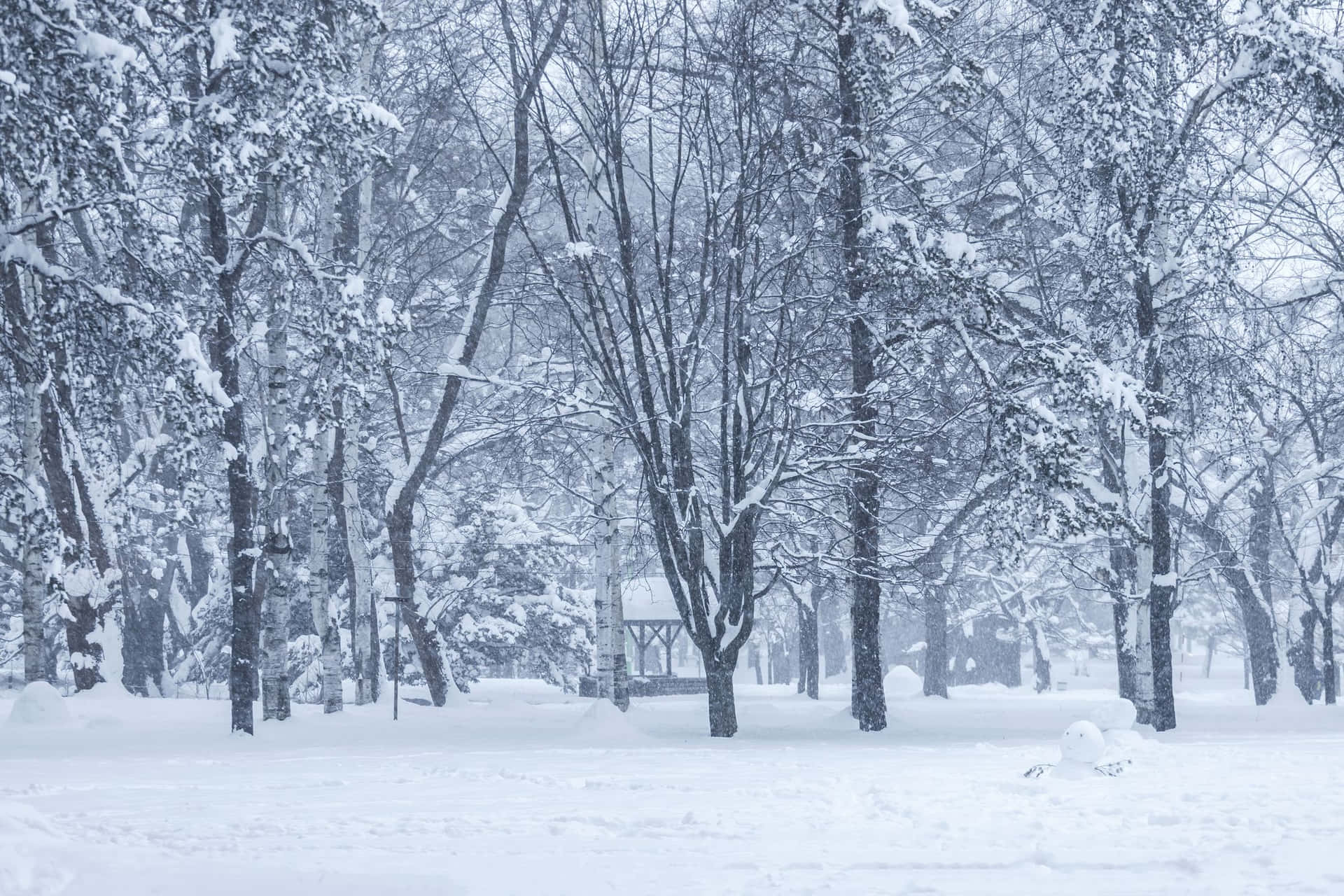 Vinterbildmed Kala Träd.