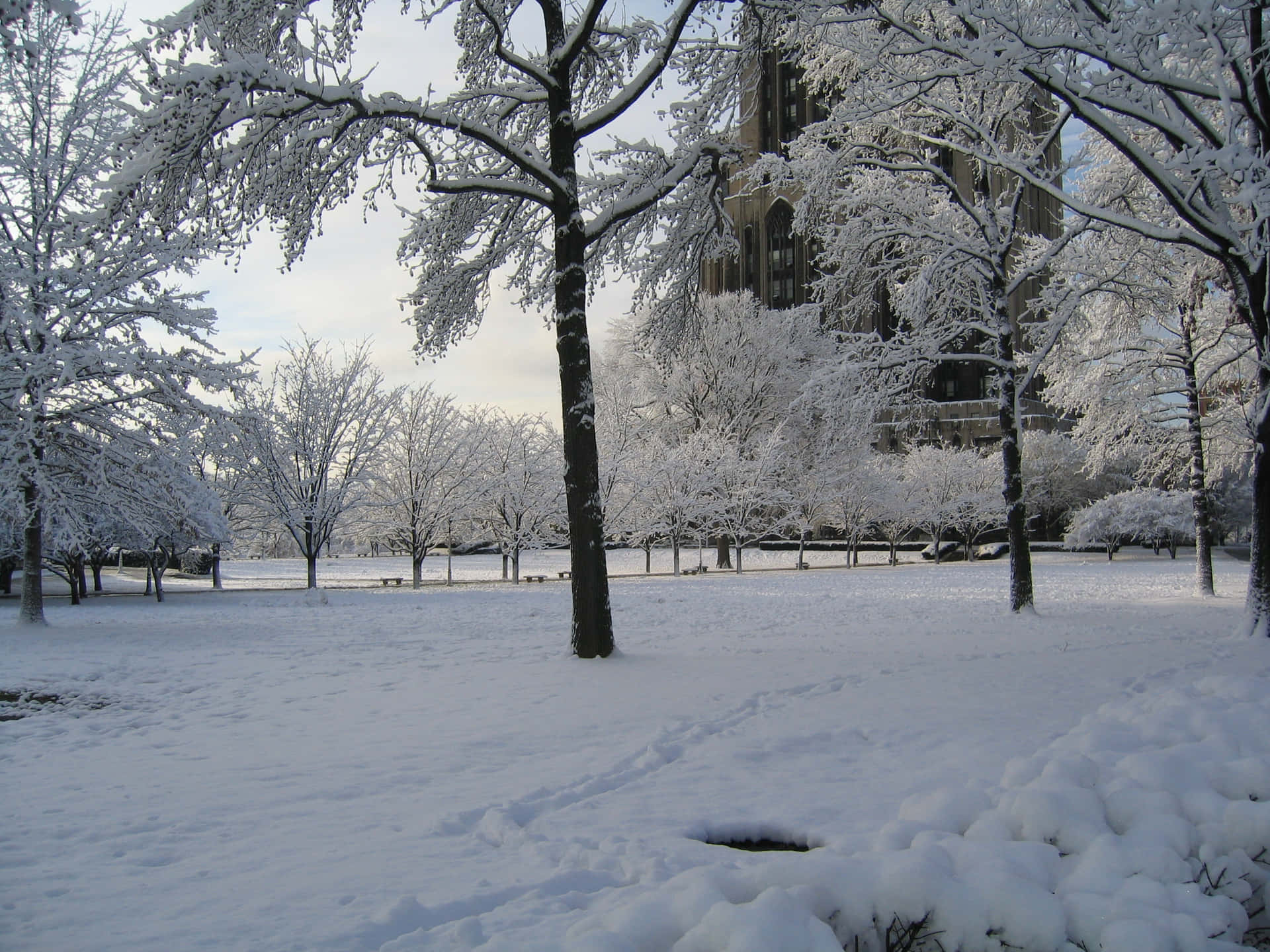 Imagemde Galhos De Árvores Congelados No Inverno.