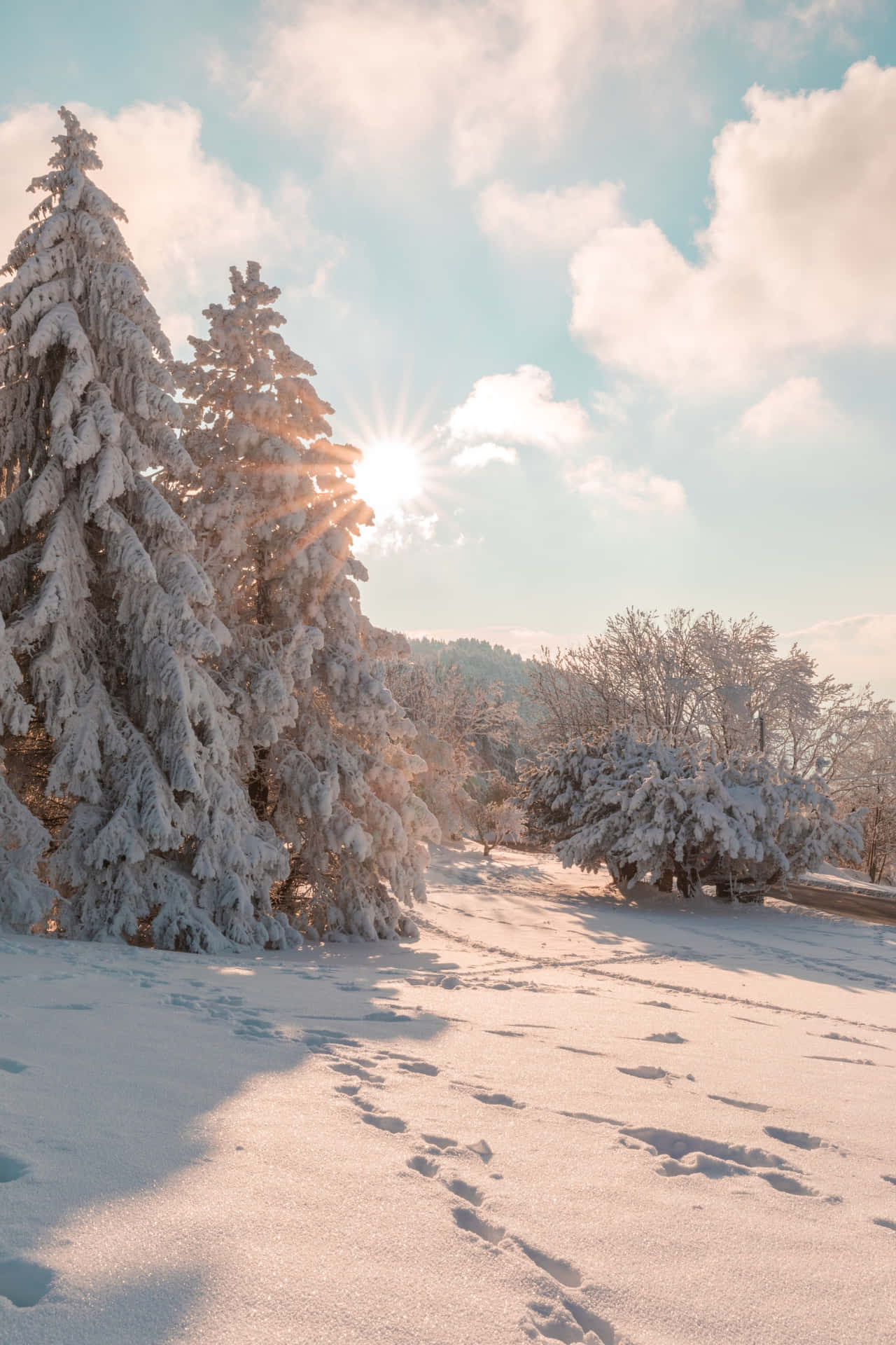 Winterbild Mit Gefrorenen Bäumen