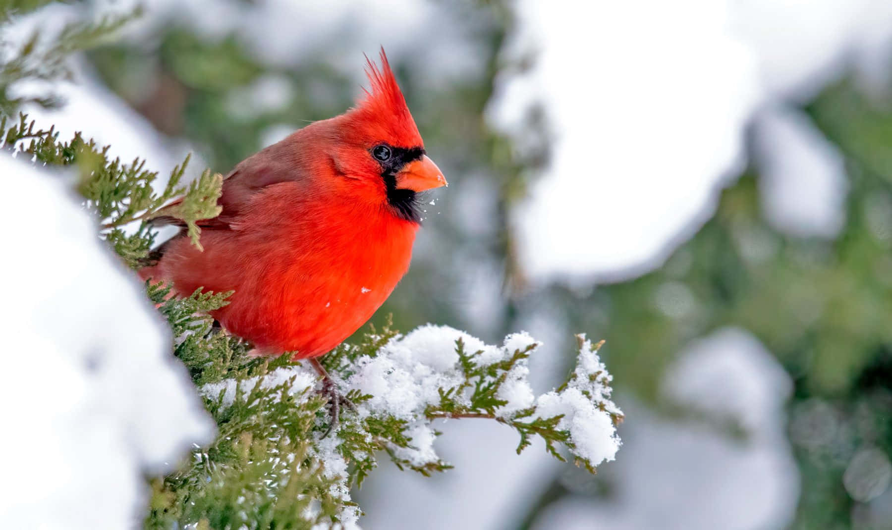 Winter Red Bird Picture