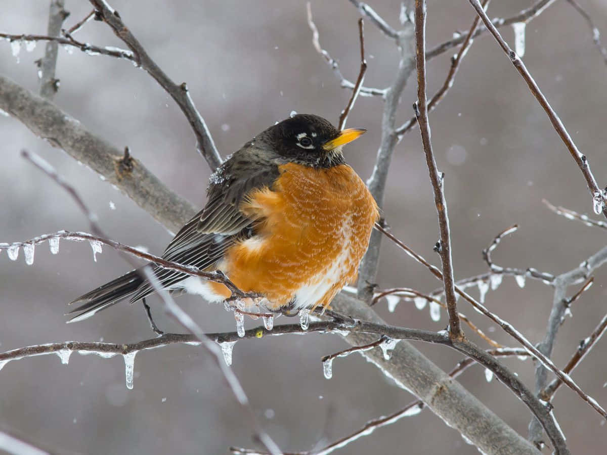 Winter Bird Picture