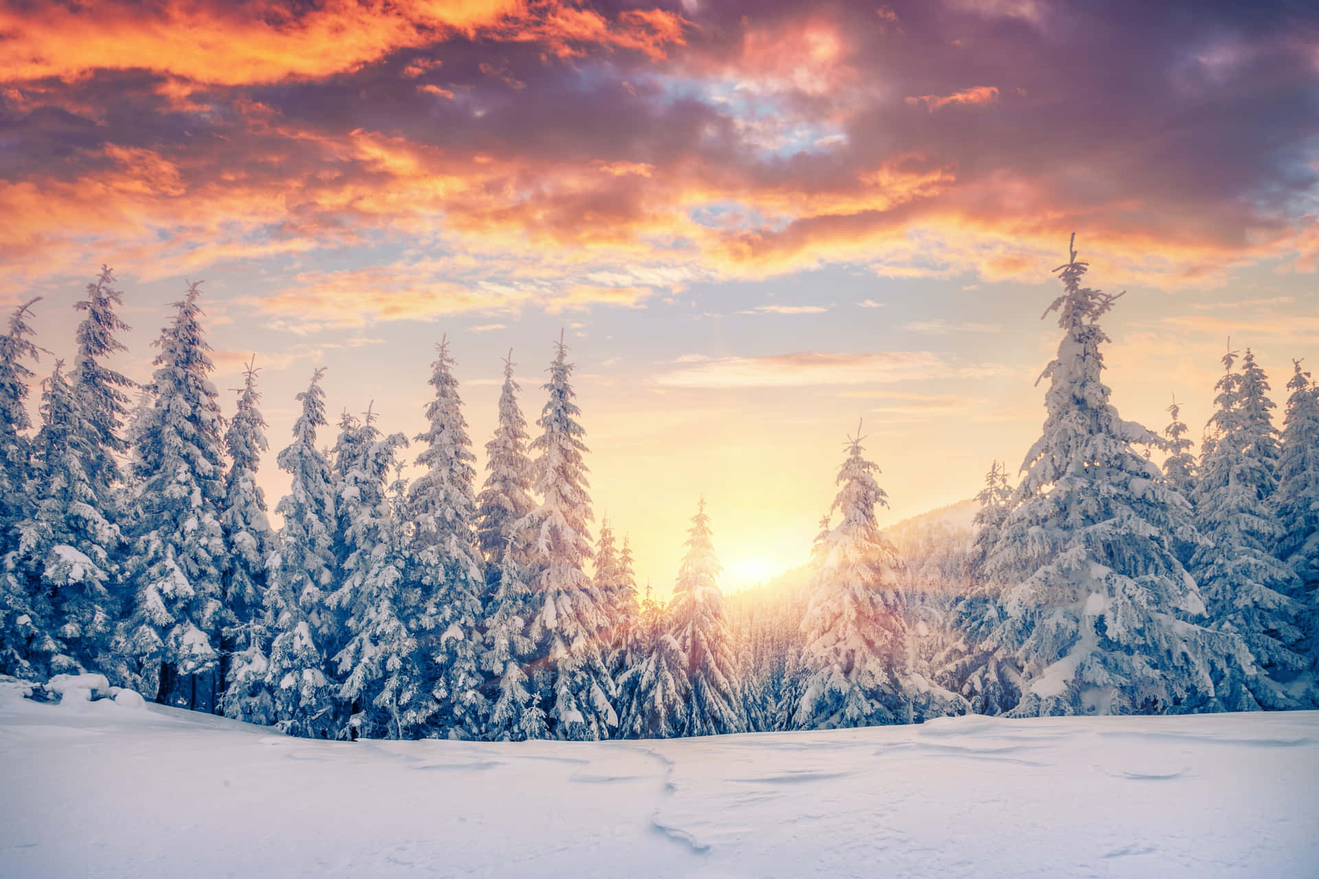 Winterwaldsonnenuntergang Bild