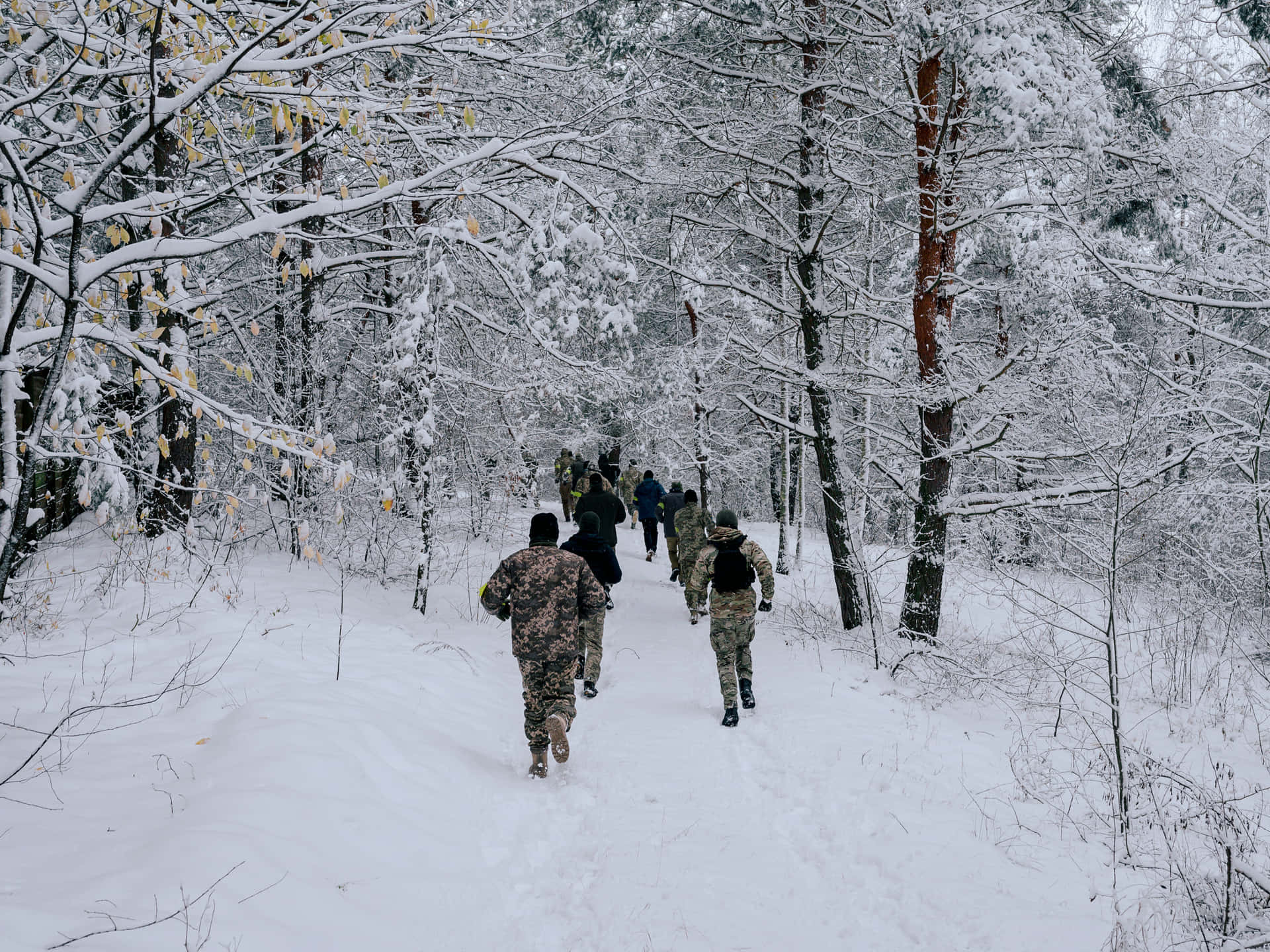 Imagende Caminata En Un Bosque Invernal