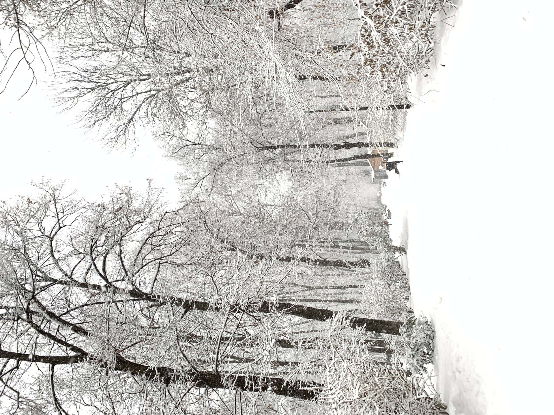 Winterwaldbild In Weiß