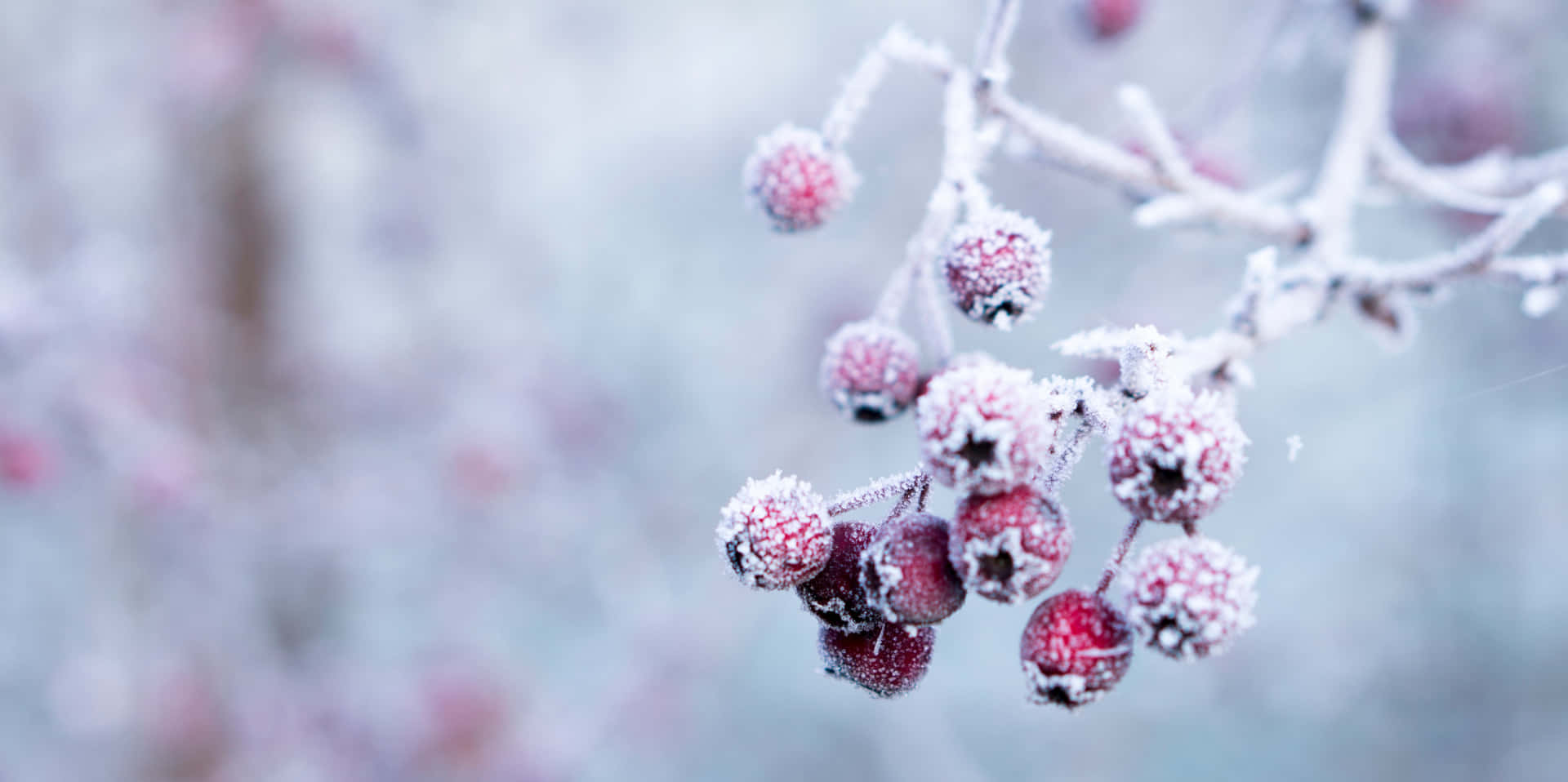 Vinter Rødbær Billede