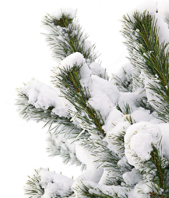 Winter Pine Branches Coveredin Snow PNG