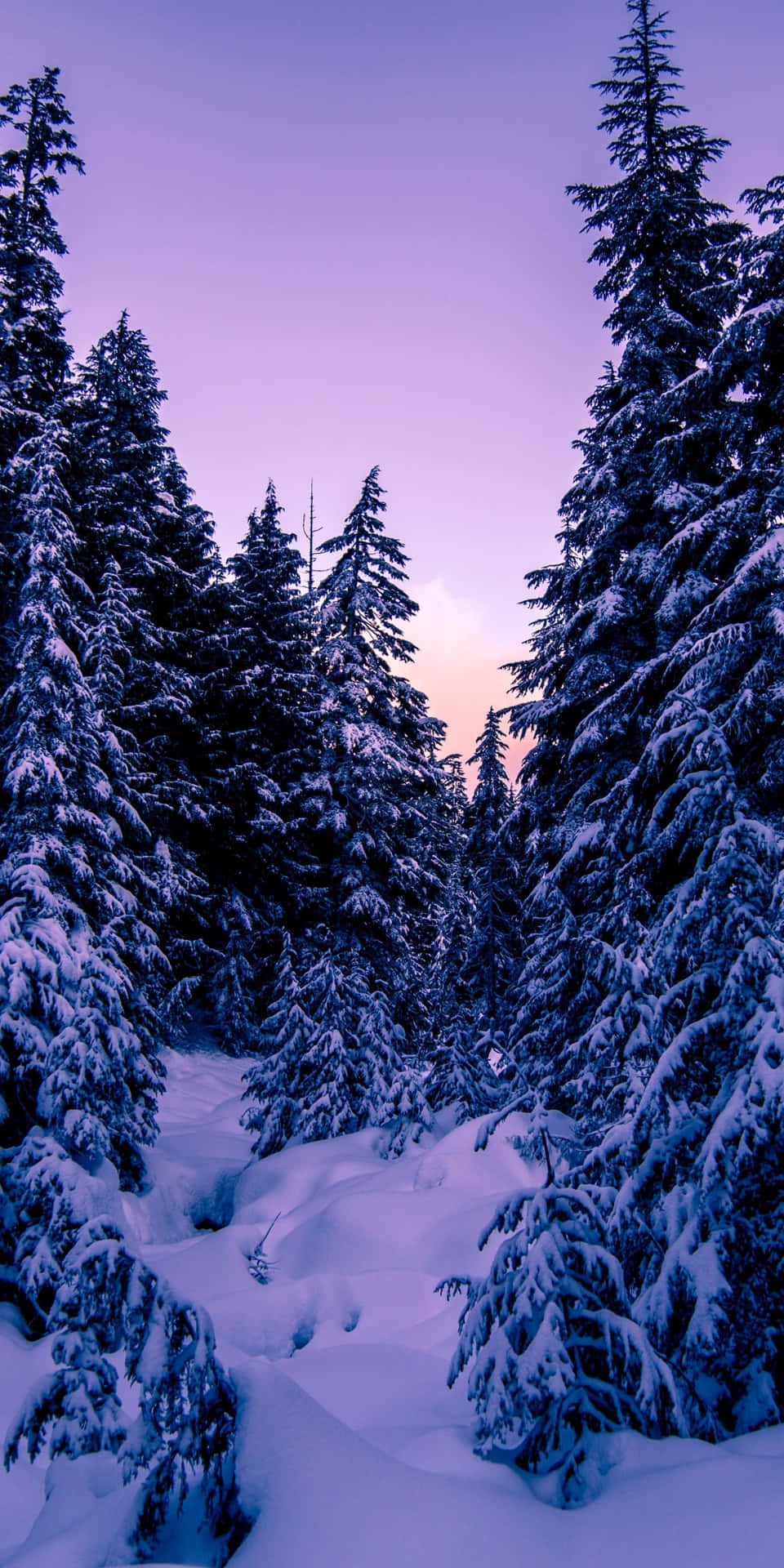 Winter_ Pine_ Forest_ Sunset.jpg Wallpaper