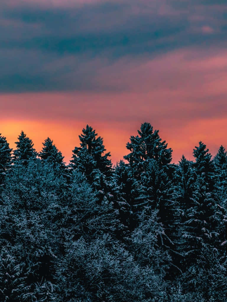 Winter Pine Forest Sunset Silhouette Wallpaper