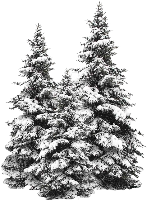 Winter Pine Trees Covered In Snow.png PNG