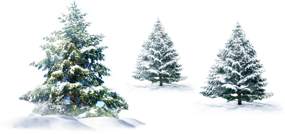 Winter Pine Trees Coveredin Snow PNG