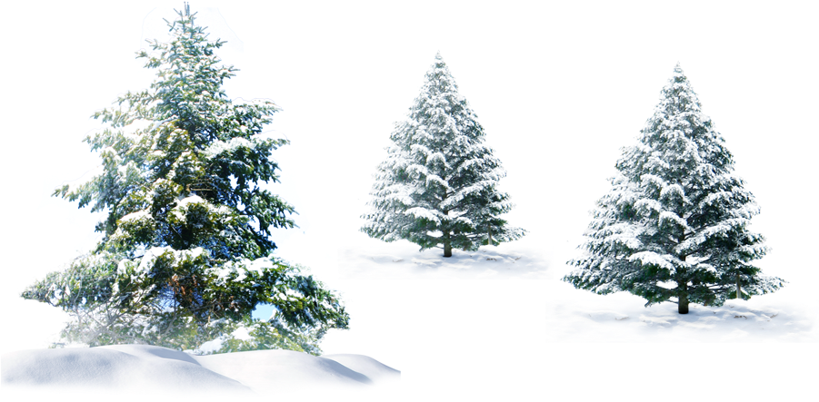 Winter Pine Trees Coveredin Snow PNG