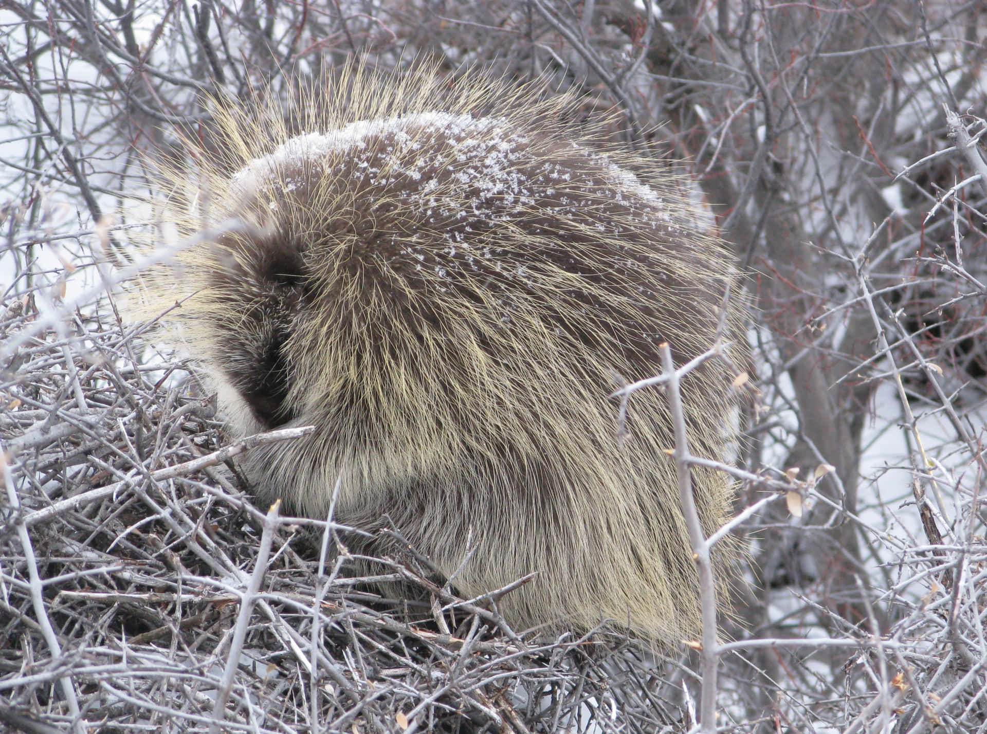 Winter Porcupinein Natural Habitat Wallpaper