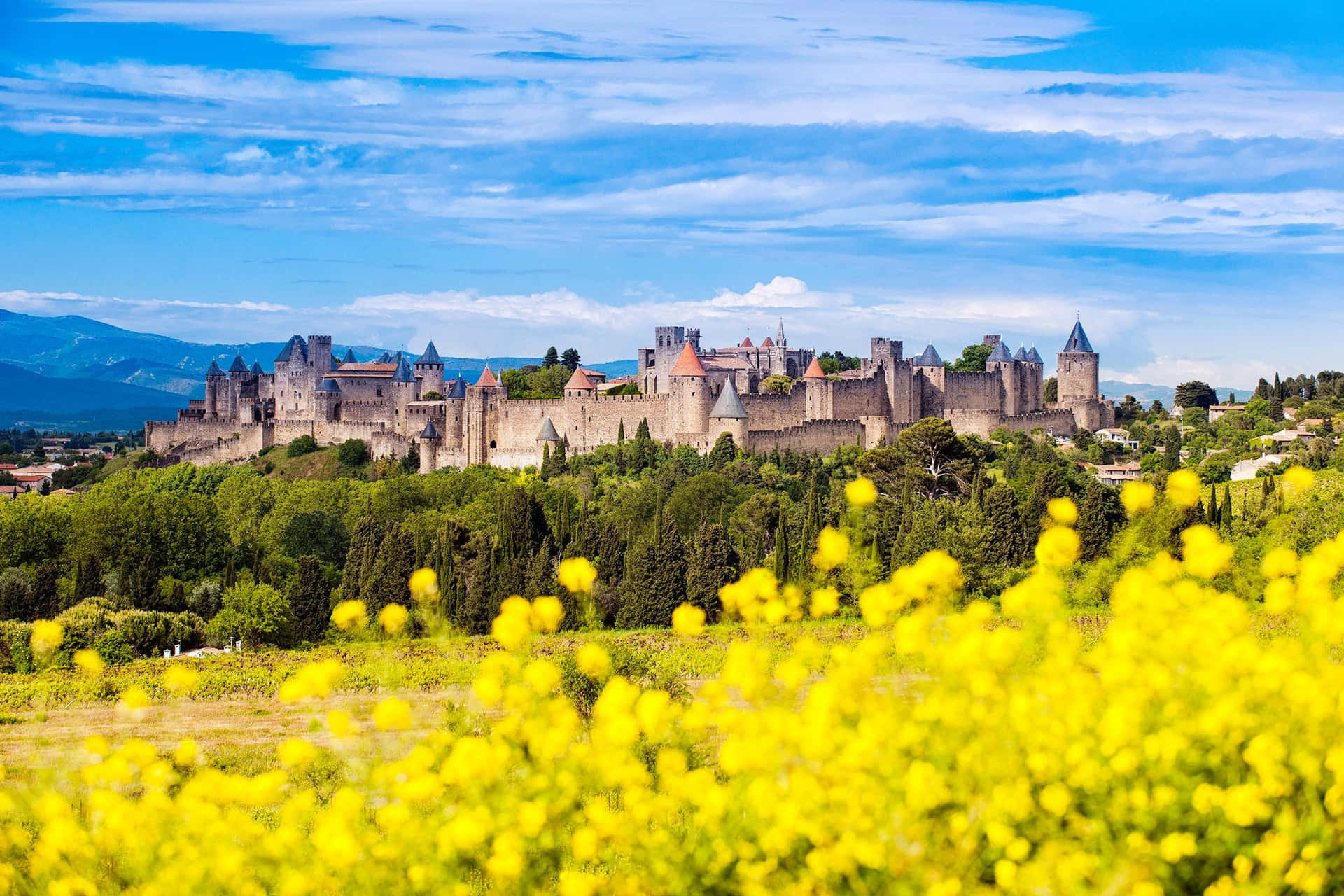 Winter Rapeseed In Carcassonne France Wallpaper
