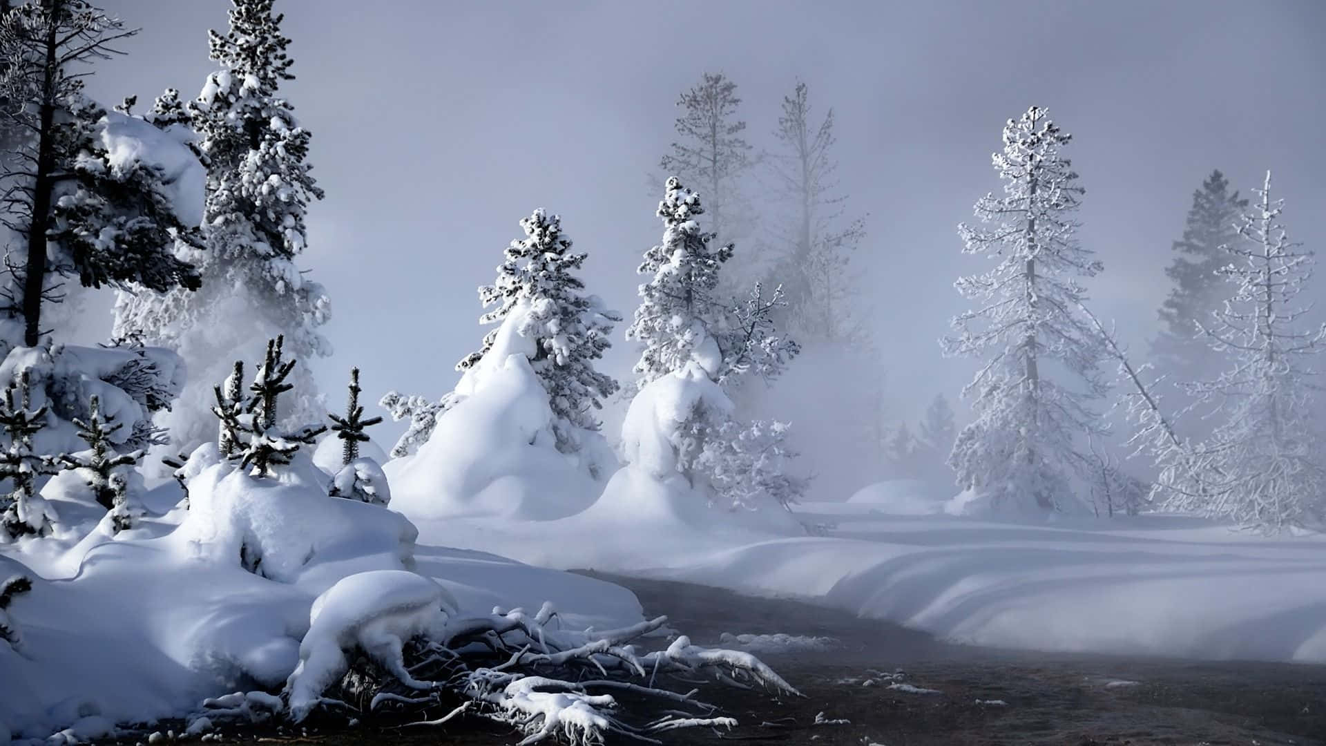 Njutav Den Vackra Vinterscenen I Snön