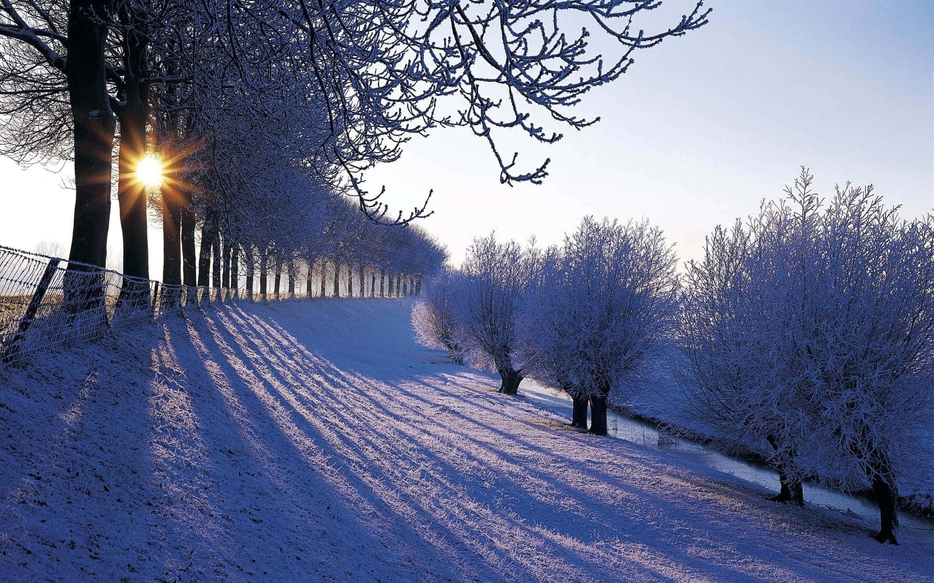 Bellezzanaturale - Una Scena Invernale Che Cattura La Magia Della Stagione