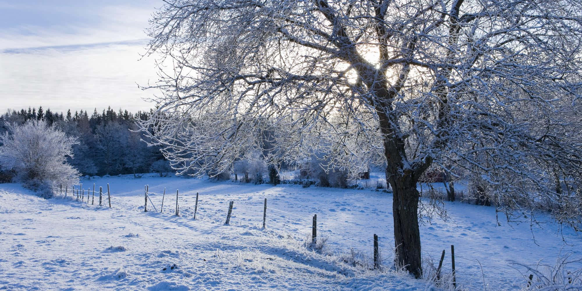 A Snow Covered Field With Trees And A Fence