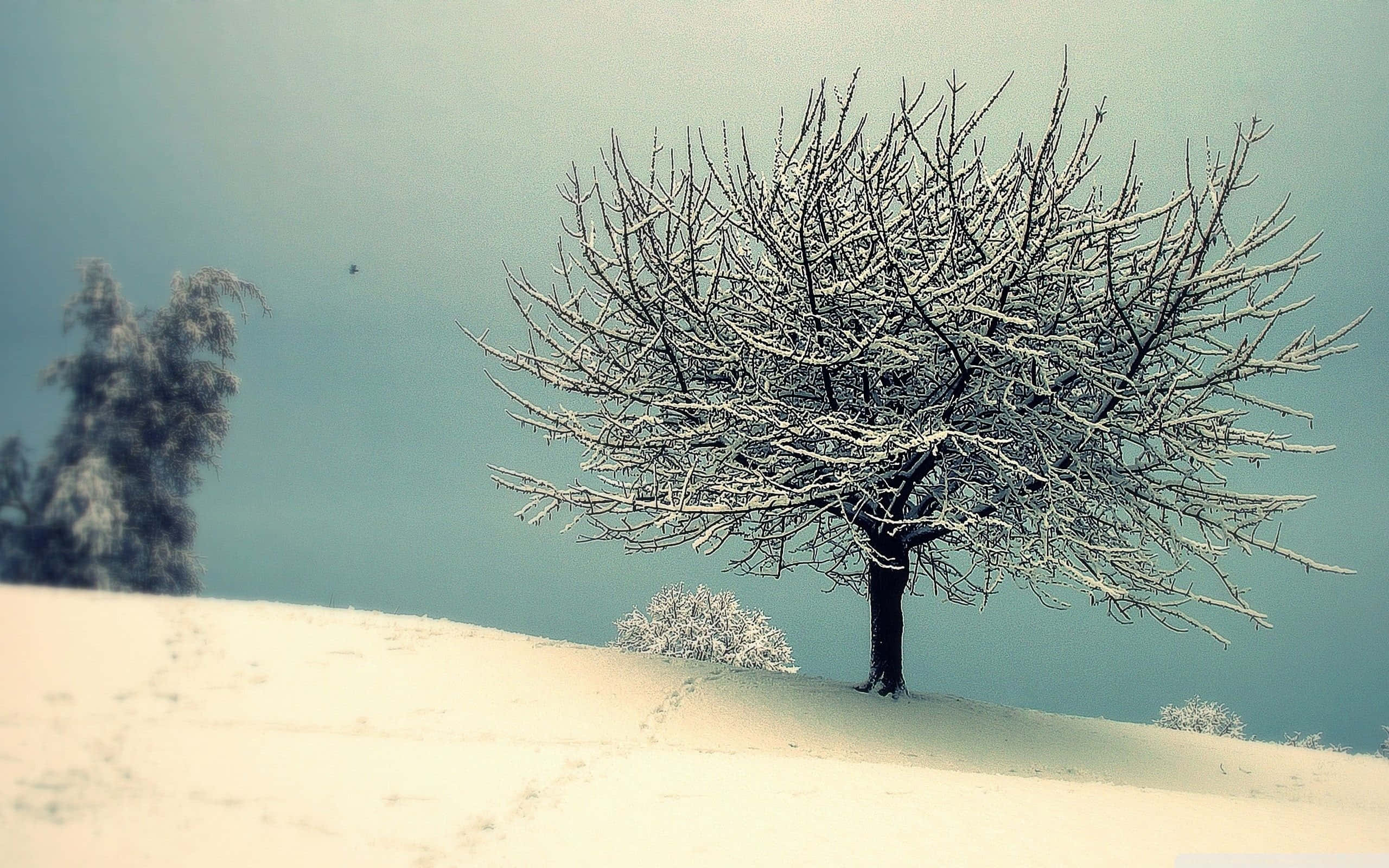 A Tree With No Leaves On A Snow Covered Hill