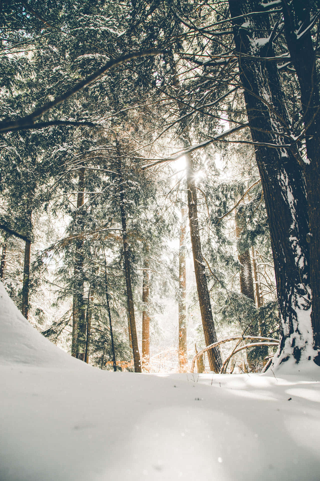 Unbosque Cubierto De Nieve Con La Luz Del Sol Filtrándose Entre Los Árboles